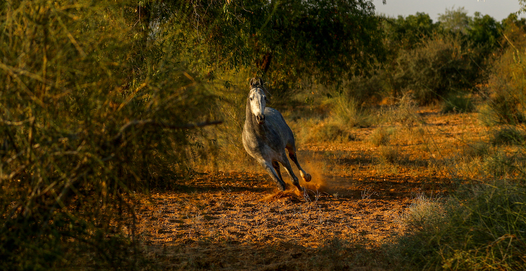 A horse on the grounds of Mihir Garh in India