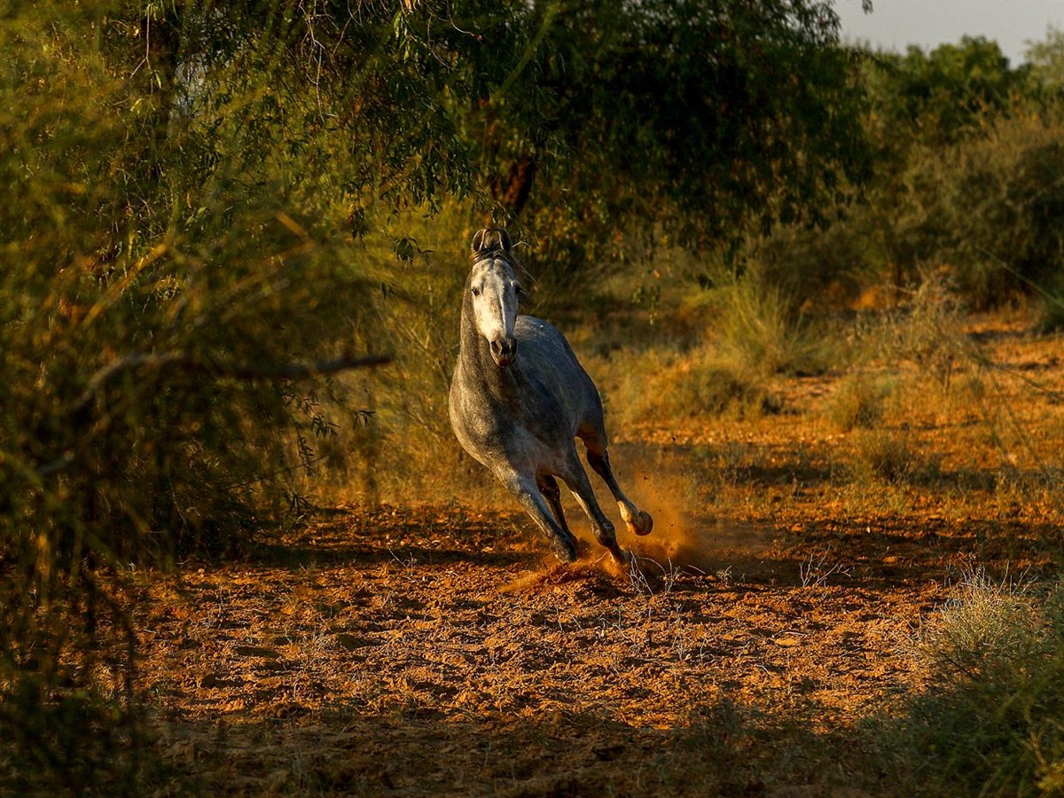 A horse on the grounds of Mihir Garh in India