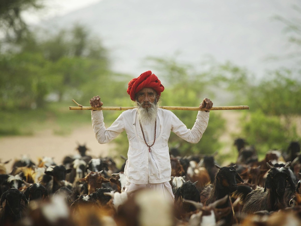 man herding goats at jawai Leopard Camp, India