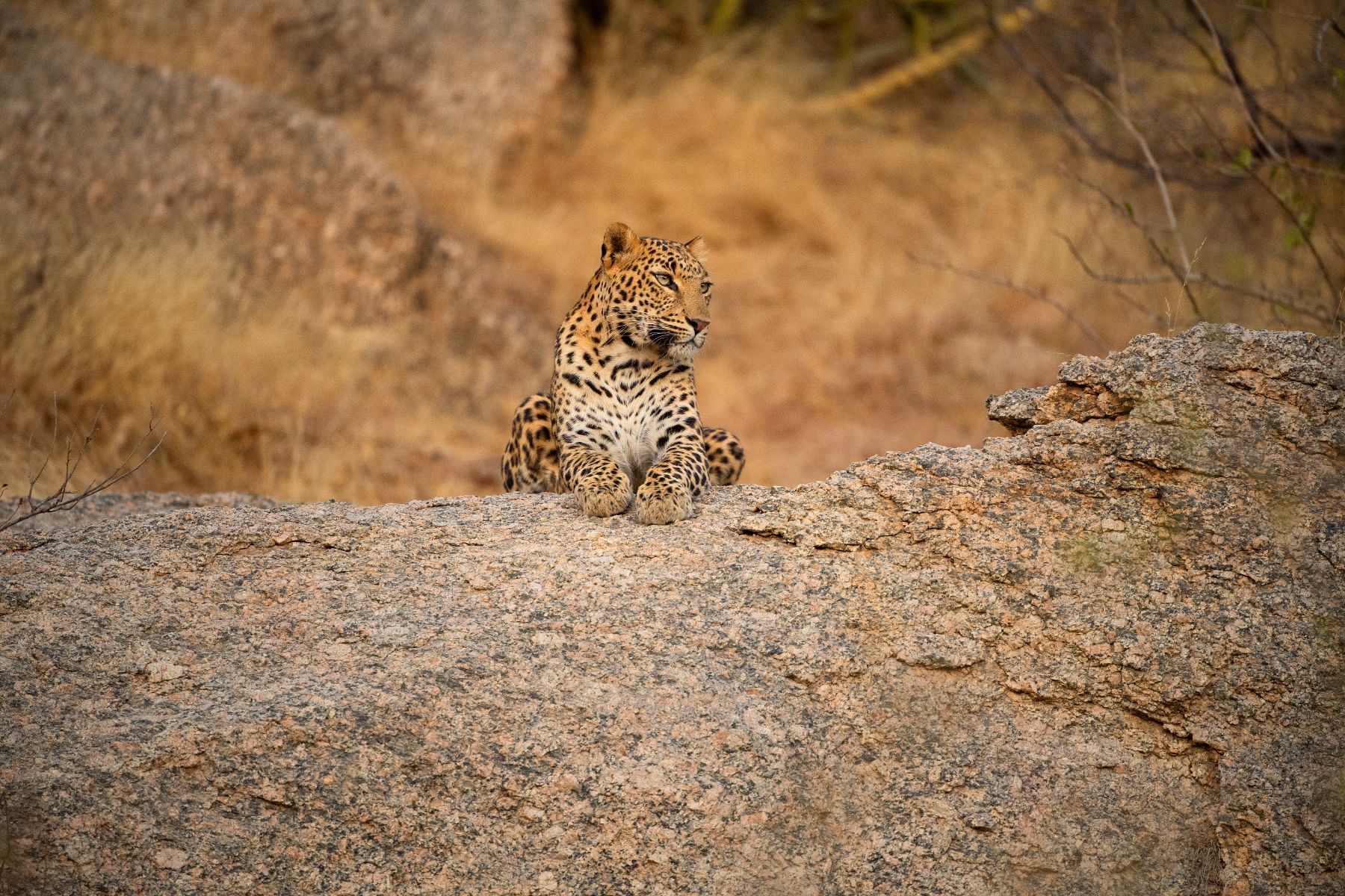 Leopard spotted baskign on a rock near SUJAN Jawai in Rajasthan