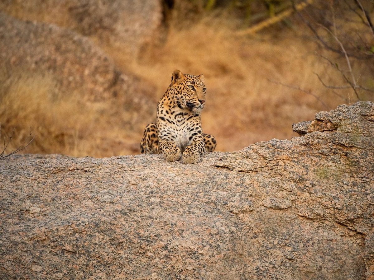 Leopard spotted baskign on a rock near SUJAN Jawai in Rajasthan