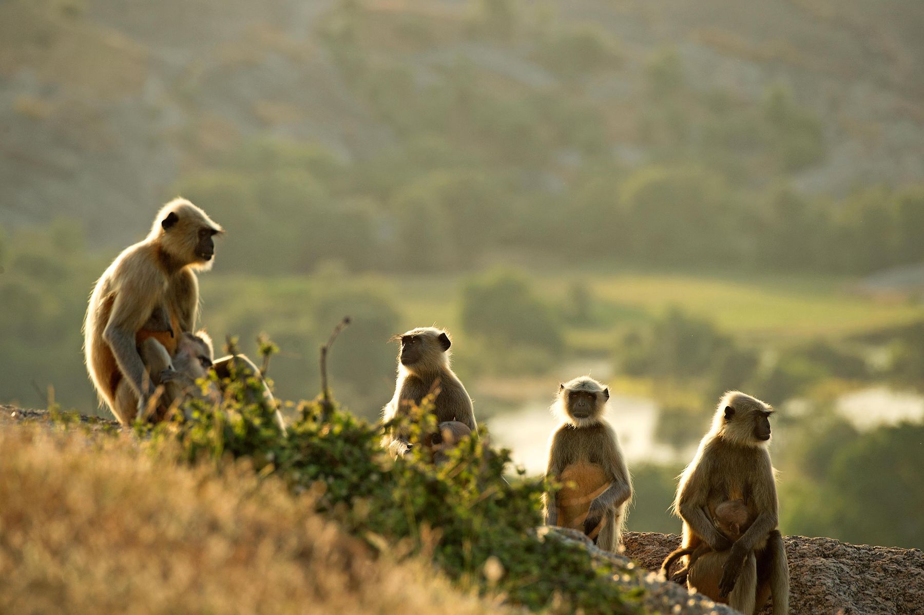 Monkeys spotted near SUJAN Jawai in Rajasthan