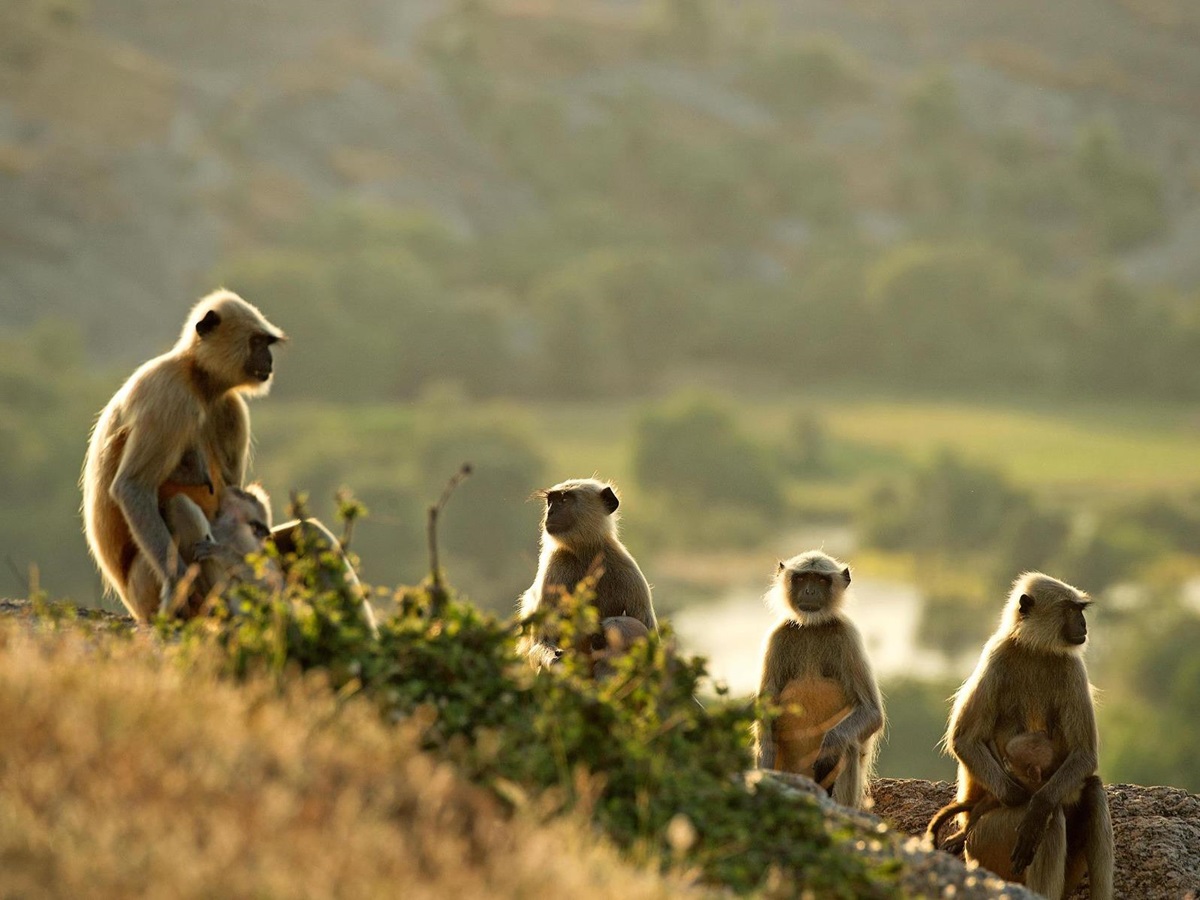 Monkeys spotted near SUJAN Jawai in Rajasthan