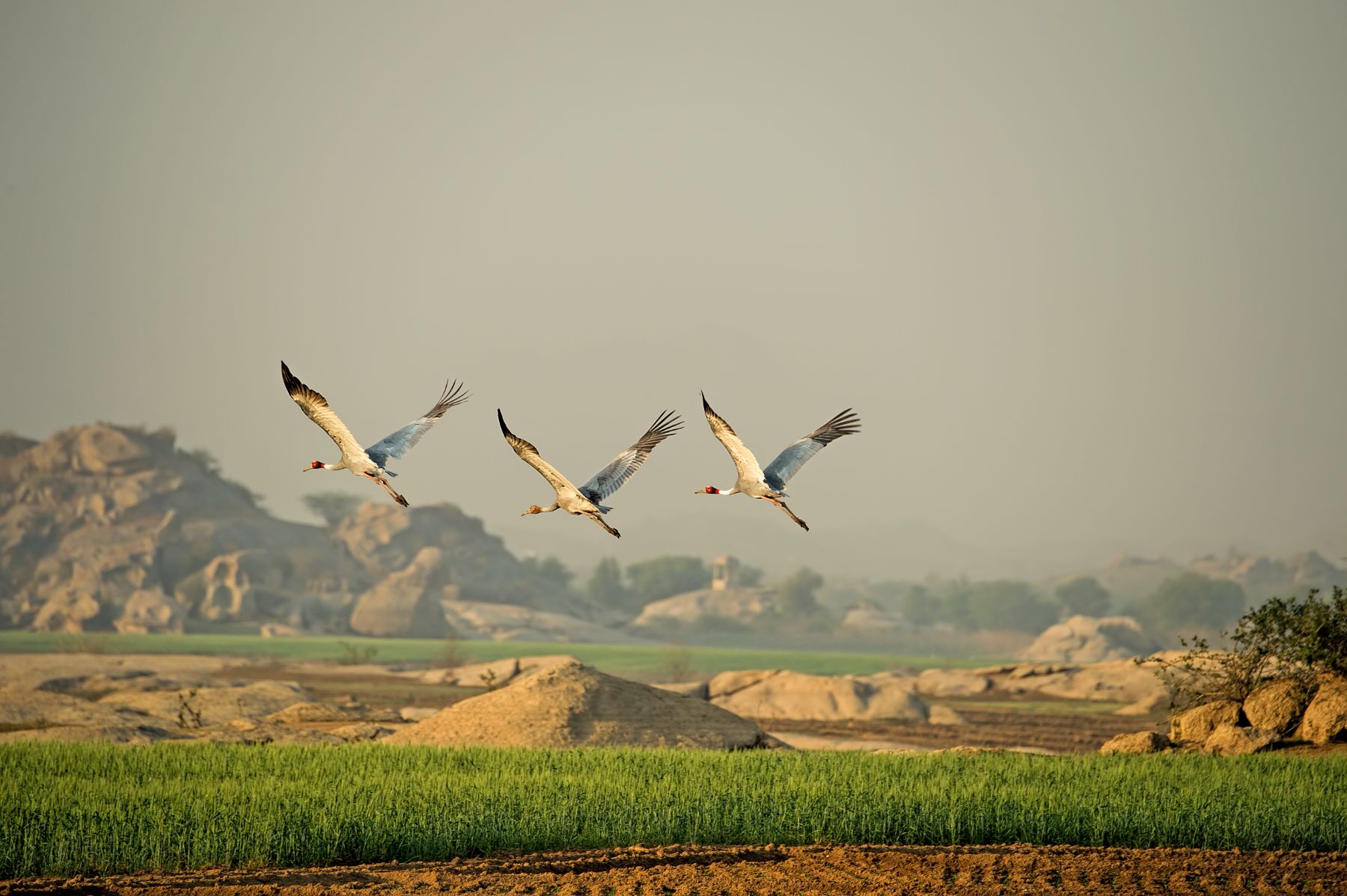 Birds in flight over SUJAN Jawai in Rajasthan