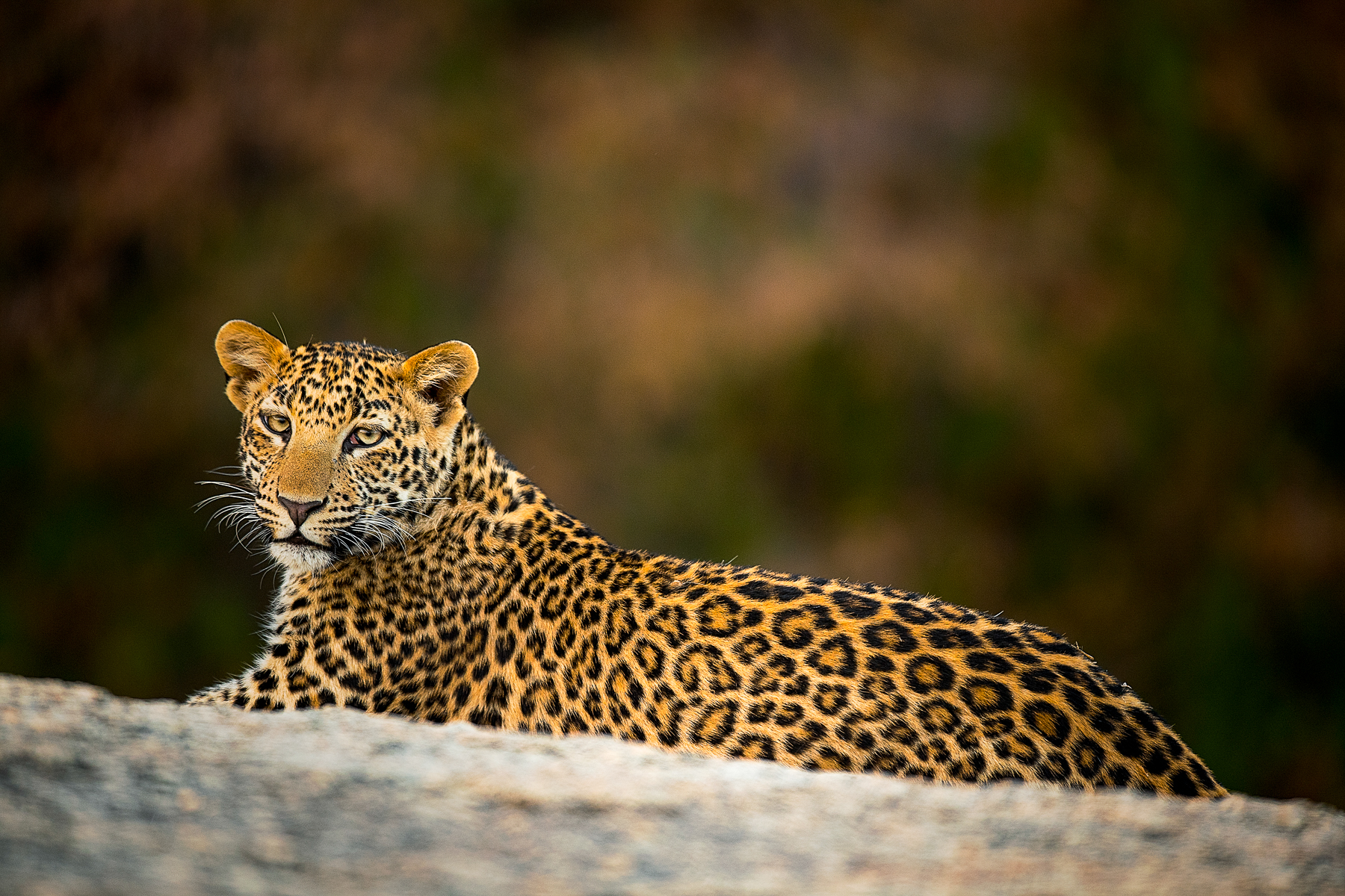 A leopard spotted resting near Sujan Jawai