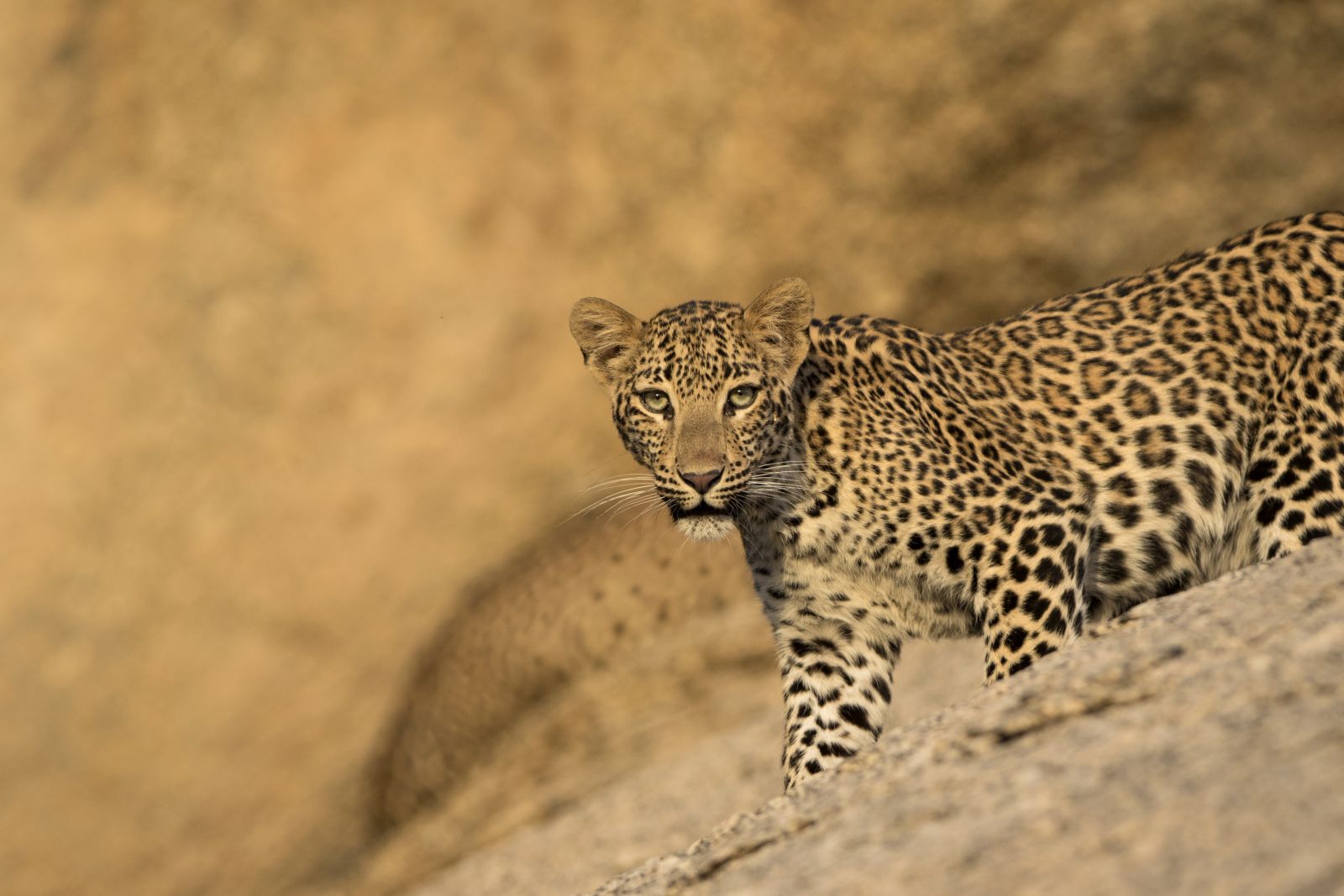 Close up of leopard at Sujan Jawai leopard camp in India