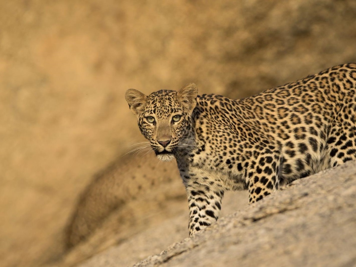 Close up of leopard at Sujan Jawai leopard camp in India