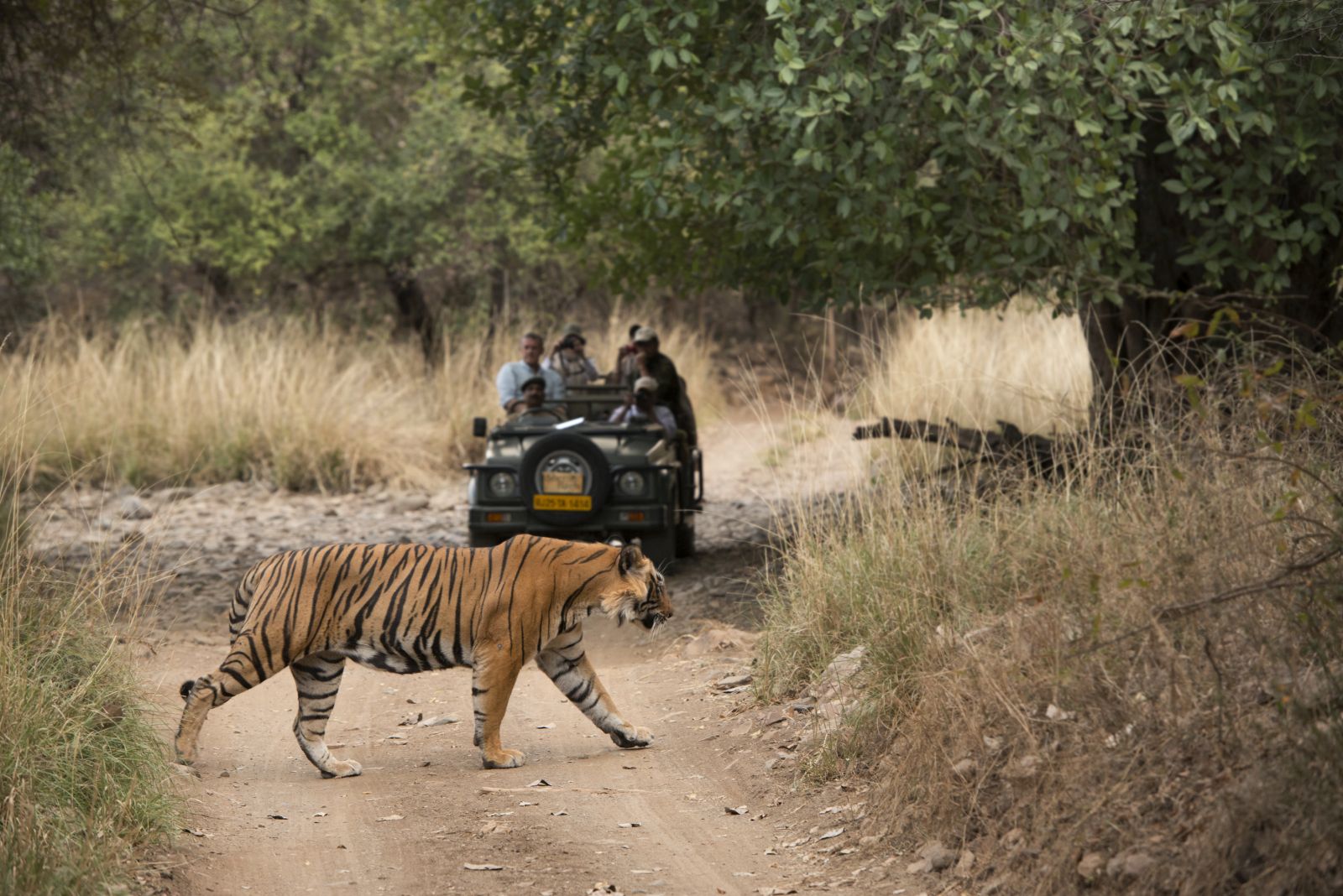 Tiger safari at the Sujan Sher Bagh luxury camp in India