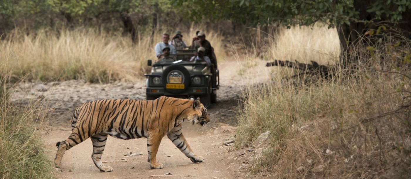 Tiger safari at the Sujan Sher Bagh luxury camp in India