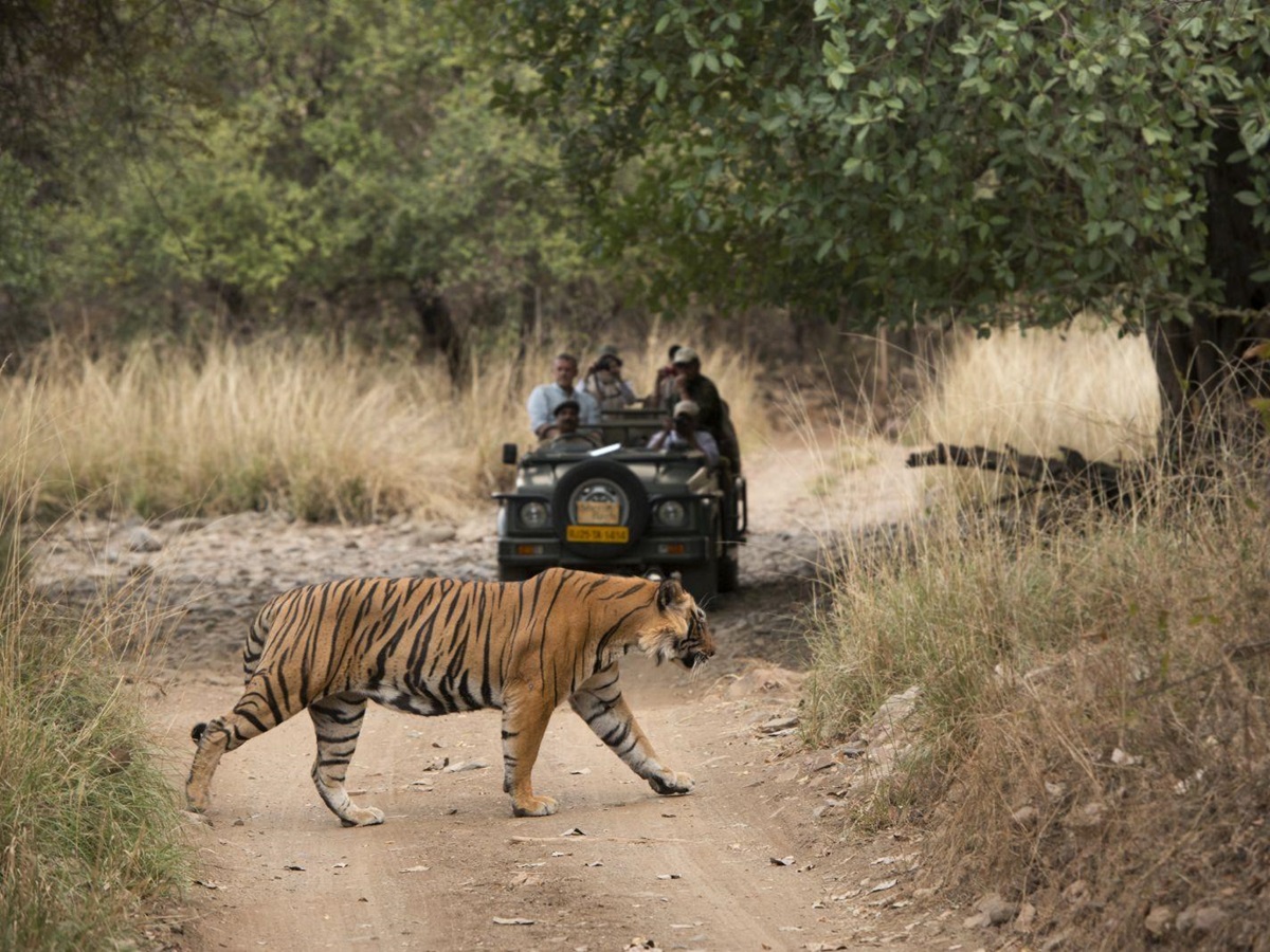Tiger safari at the Sujan Sher Bagh luxury camp in India