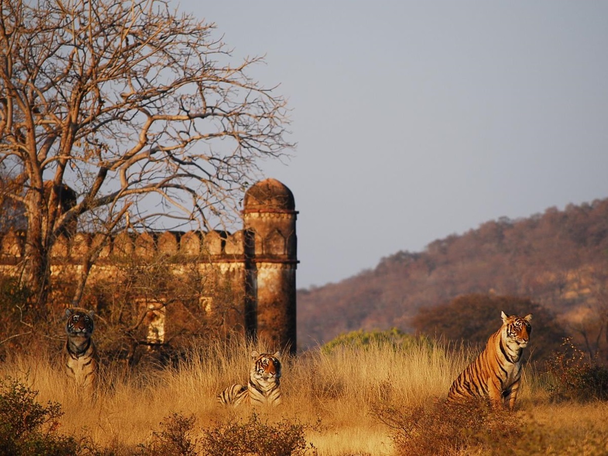 Rathambore fort and tiger seen on excursion from Sujan Sher Bagh