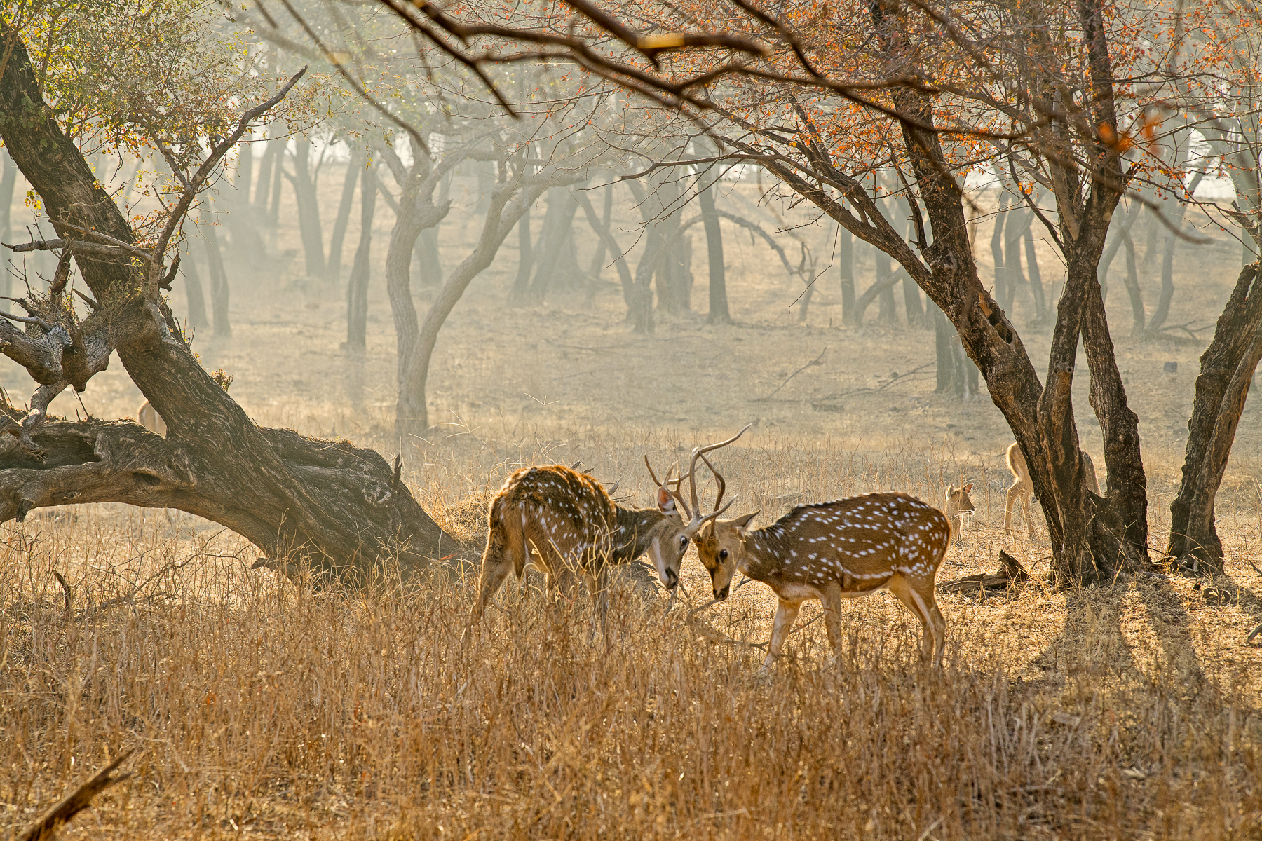 Deer spotted near Imperial Raj Bagh in India