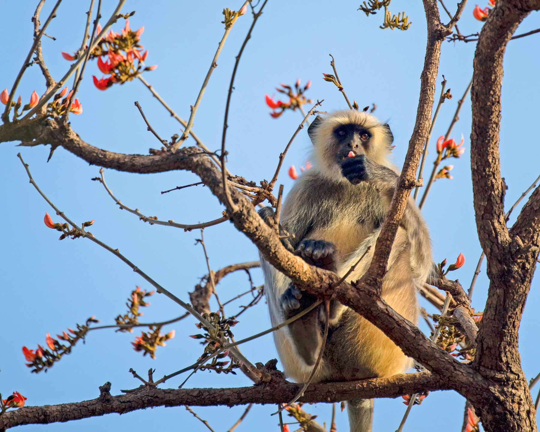 Monkey in a tree near Imperial Raj Bagh in India