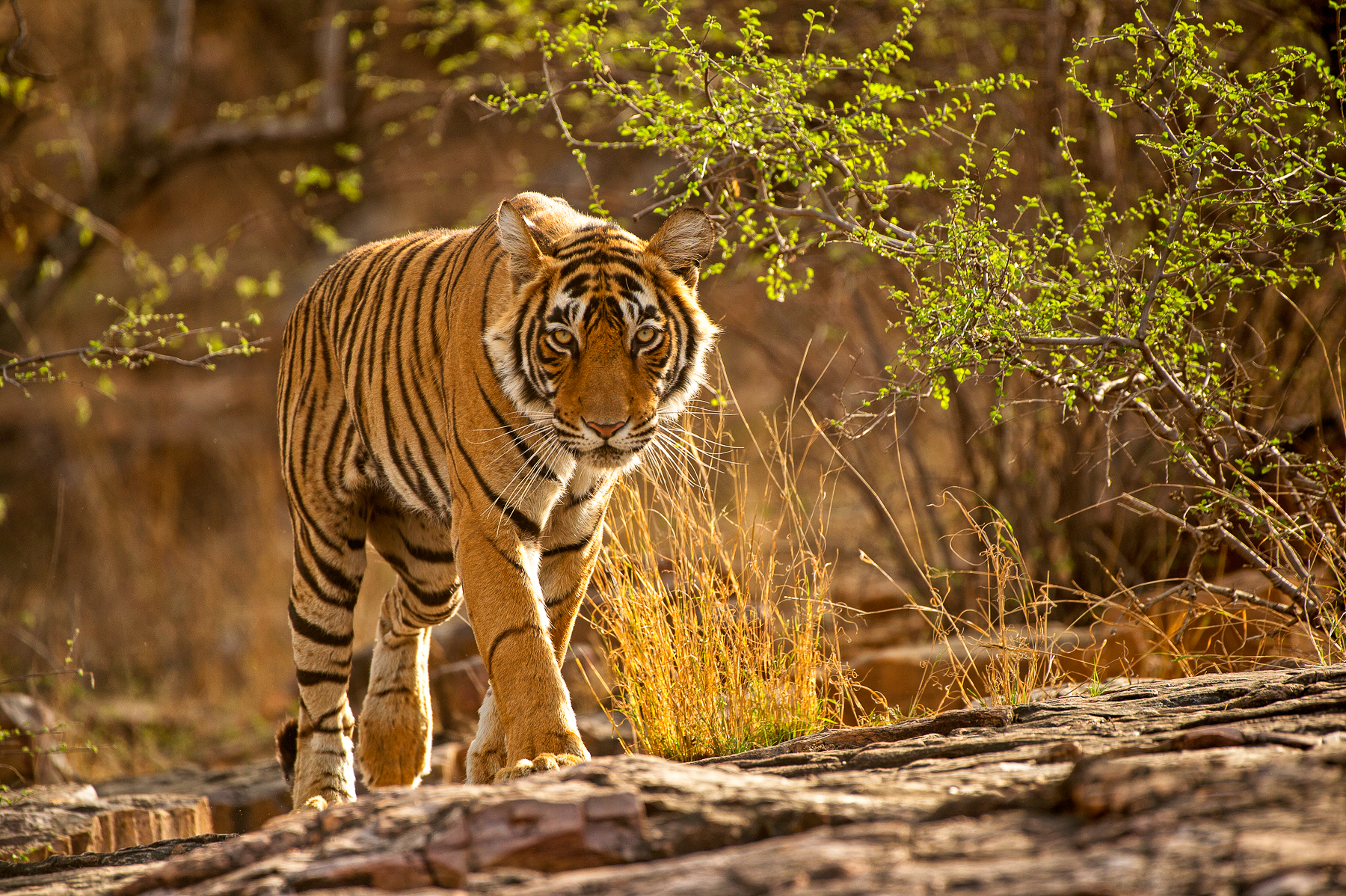 A tiger spotted near Imperial Raj Bagh in India