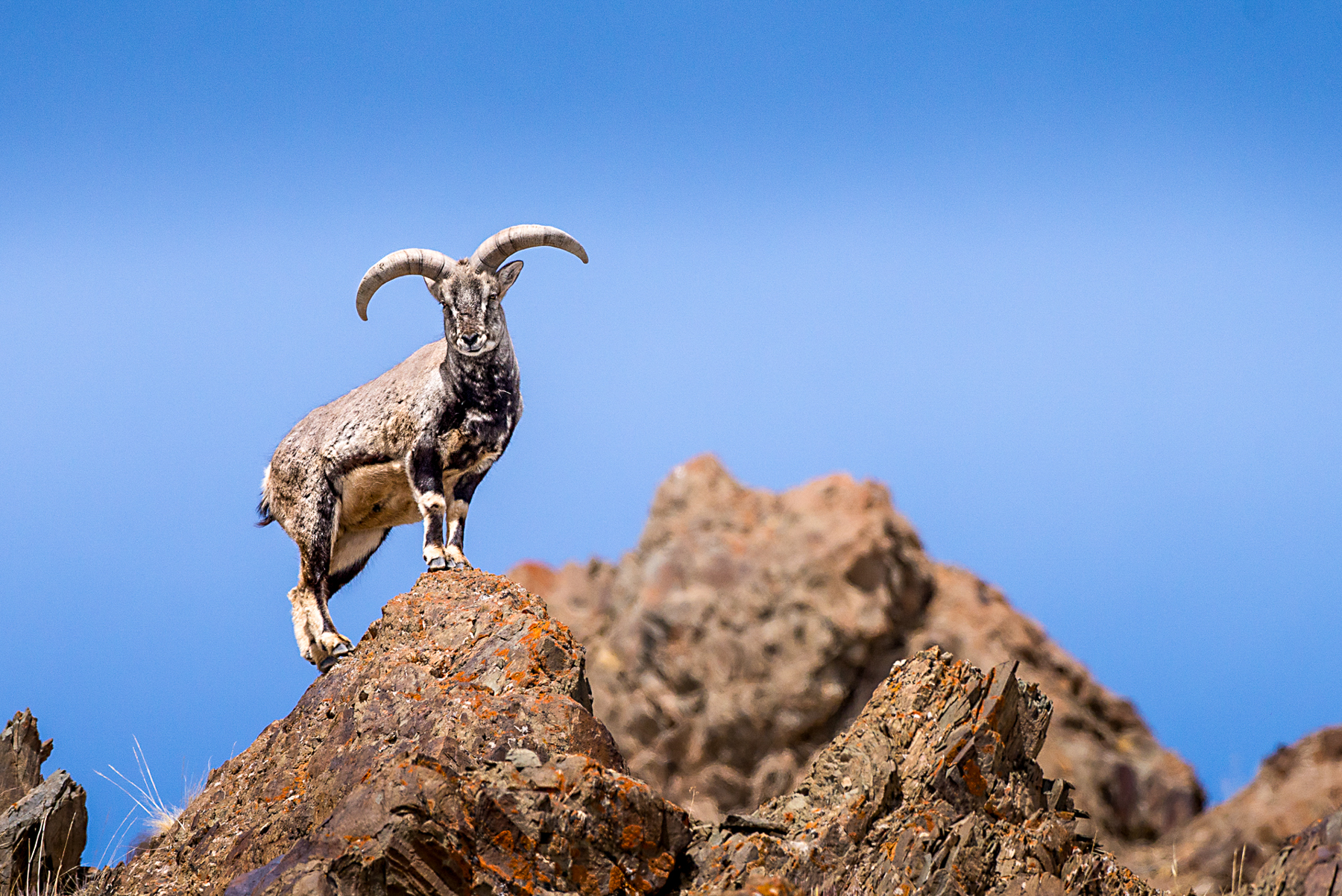 Blue sheep spotted from The Lungmar Remote Camp in India
