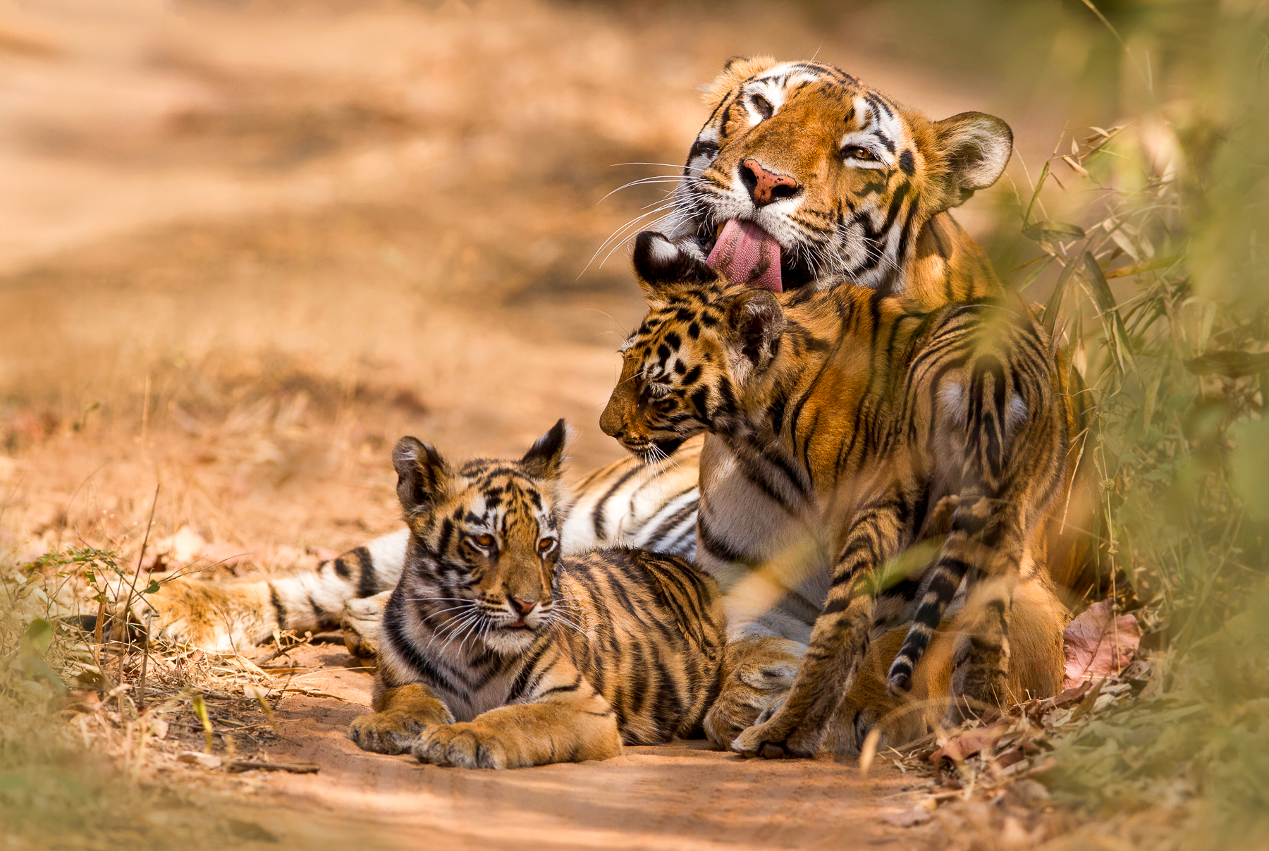 Tigers in Bandhavgarh Park