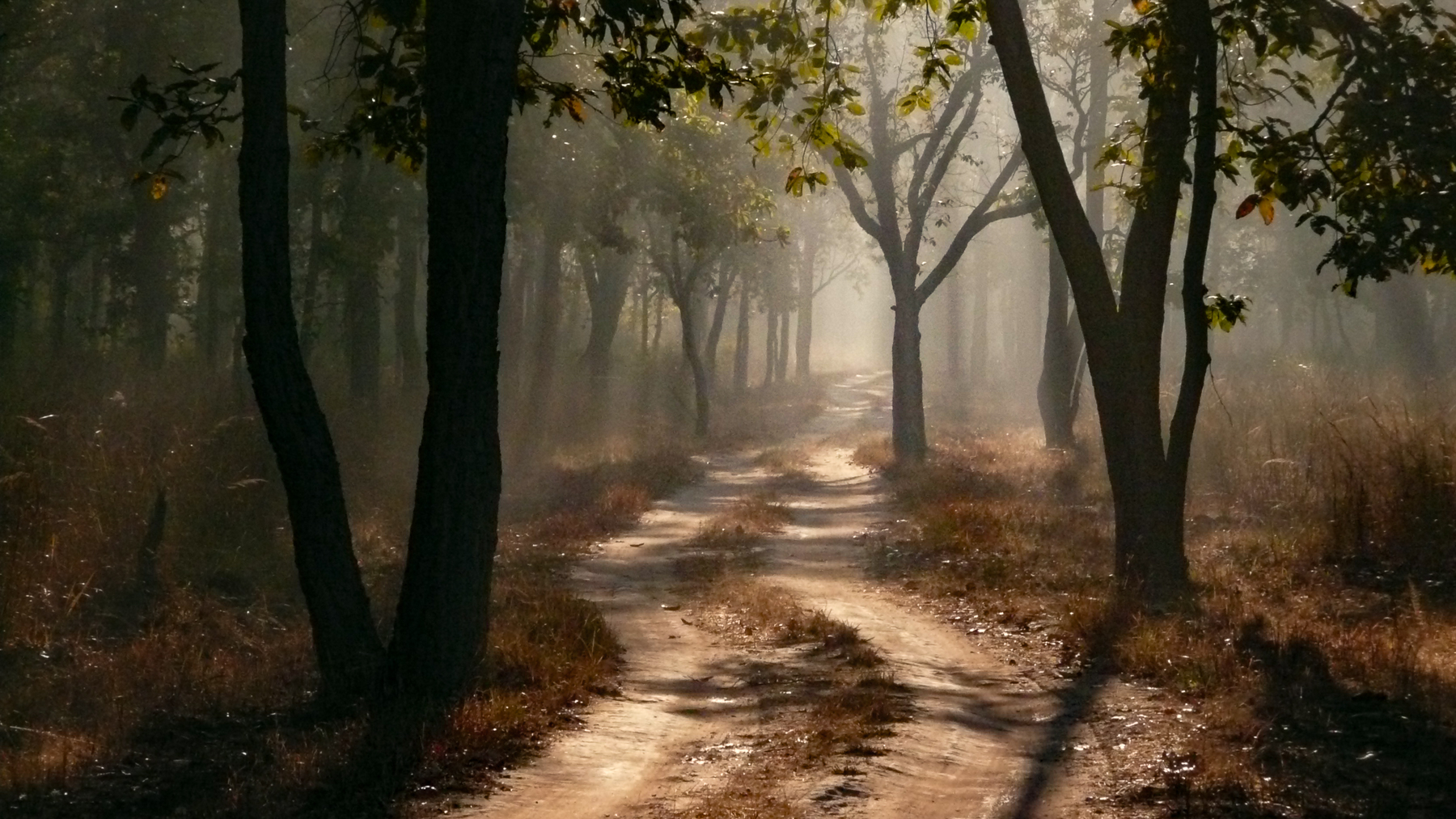A winding road in Bandhavgarh in India