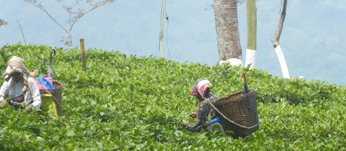 Darjeeling tea pickers, India
