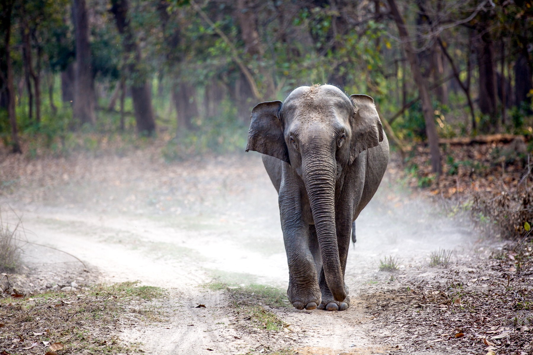An Indian elephant in the road