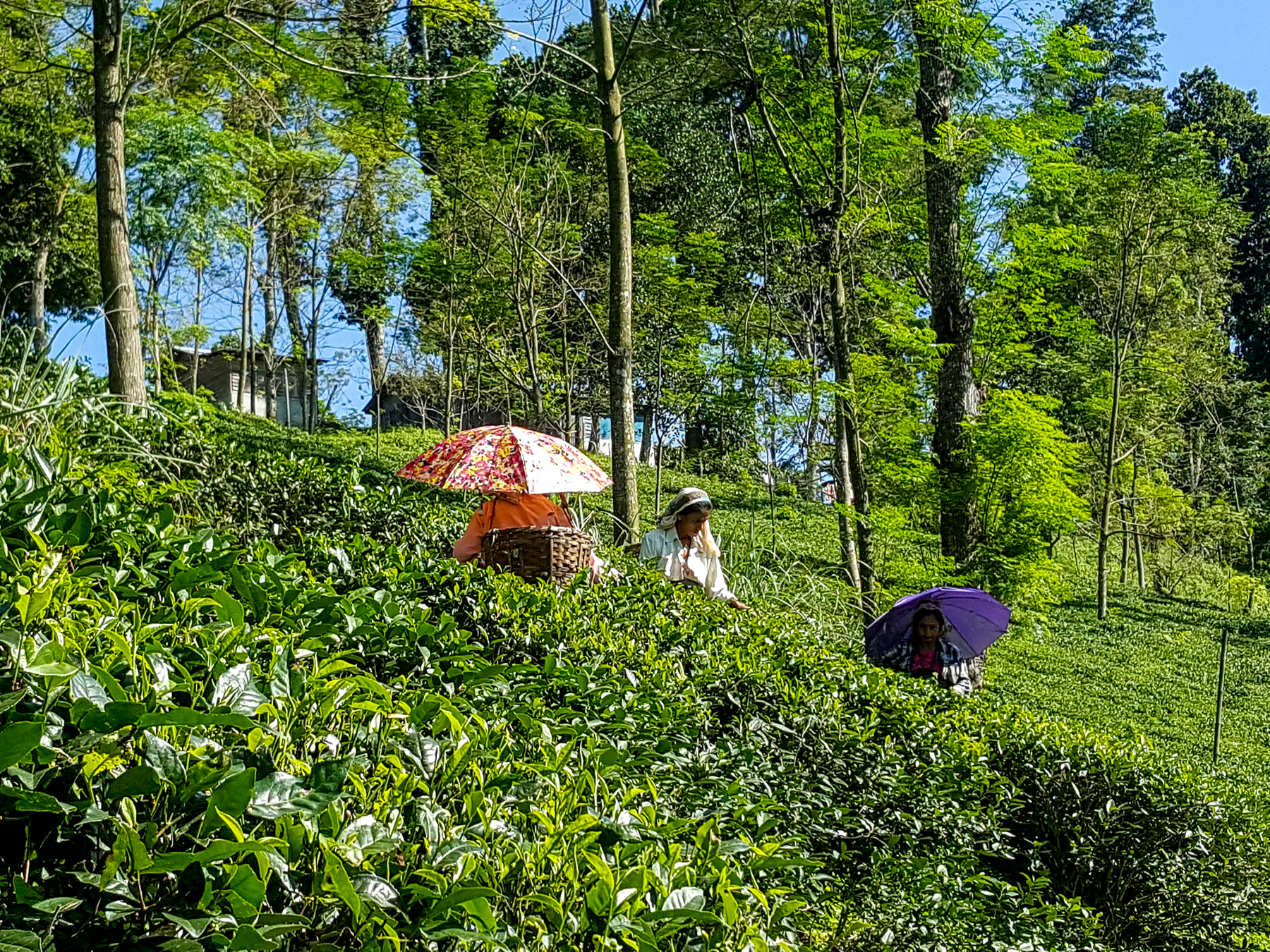 A Darjeeling tea plantation