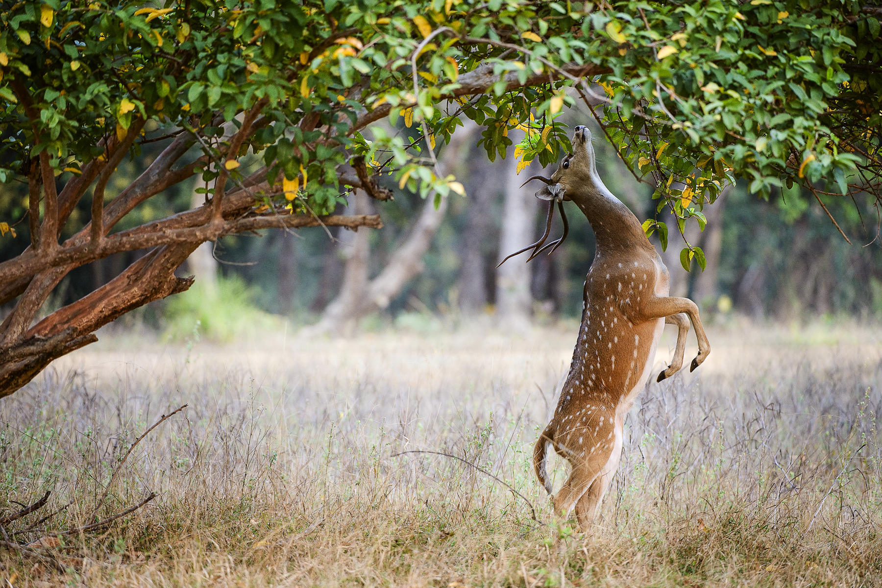 A spotted deer in Chital, Ranthambore