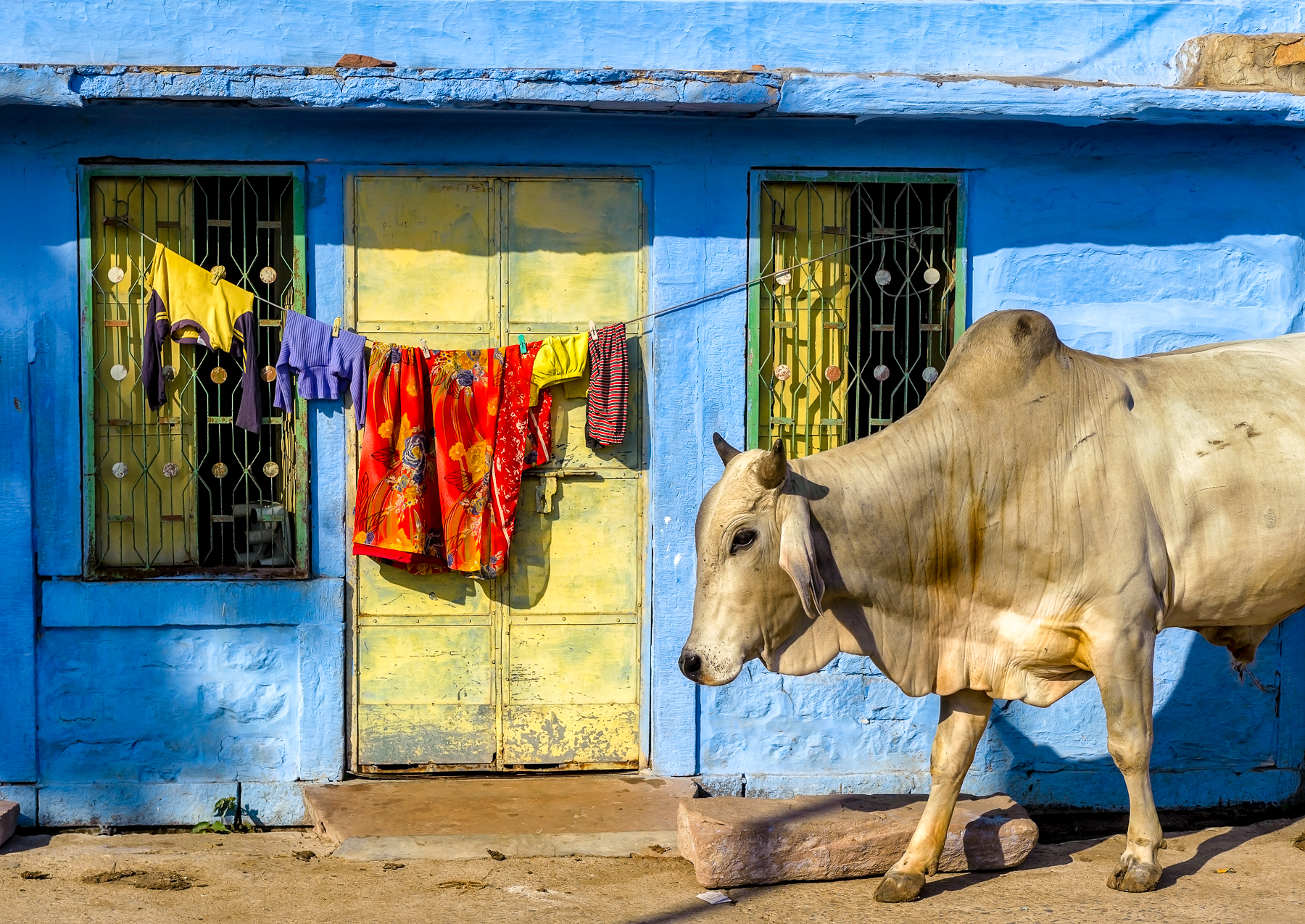 A holy cow outside a house in Jodhpur