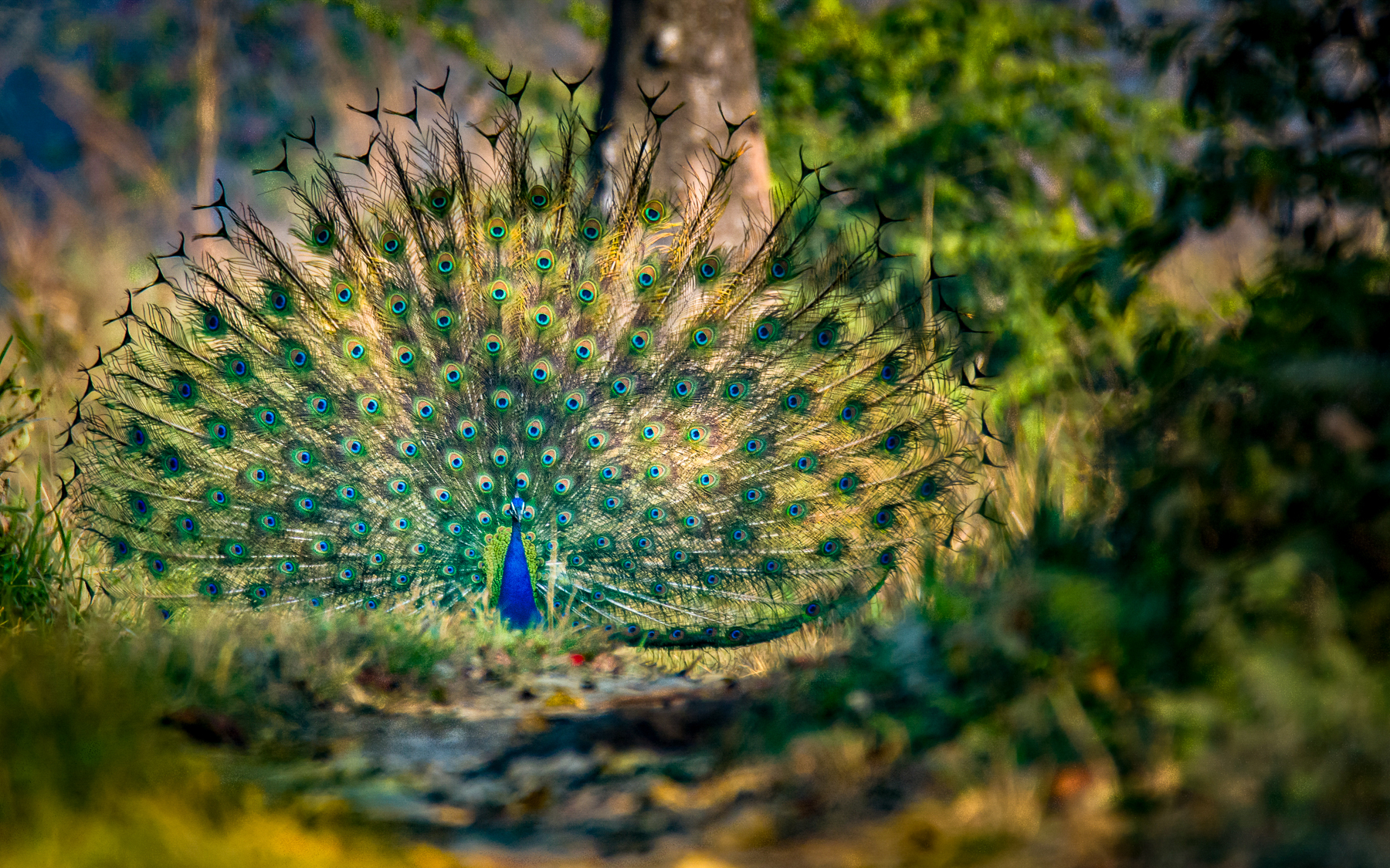 A peafowl displaying its feathers in India