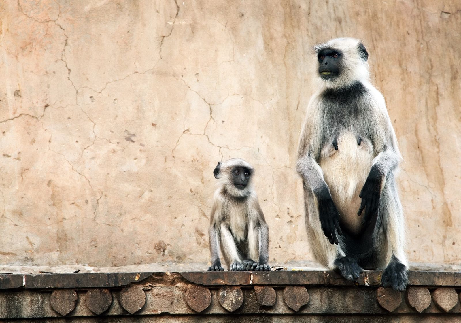 An adult and a baby monkey sitting on a ledge in Jaipur in India