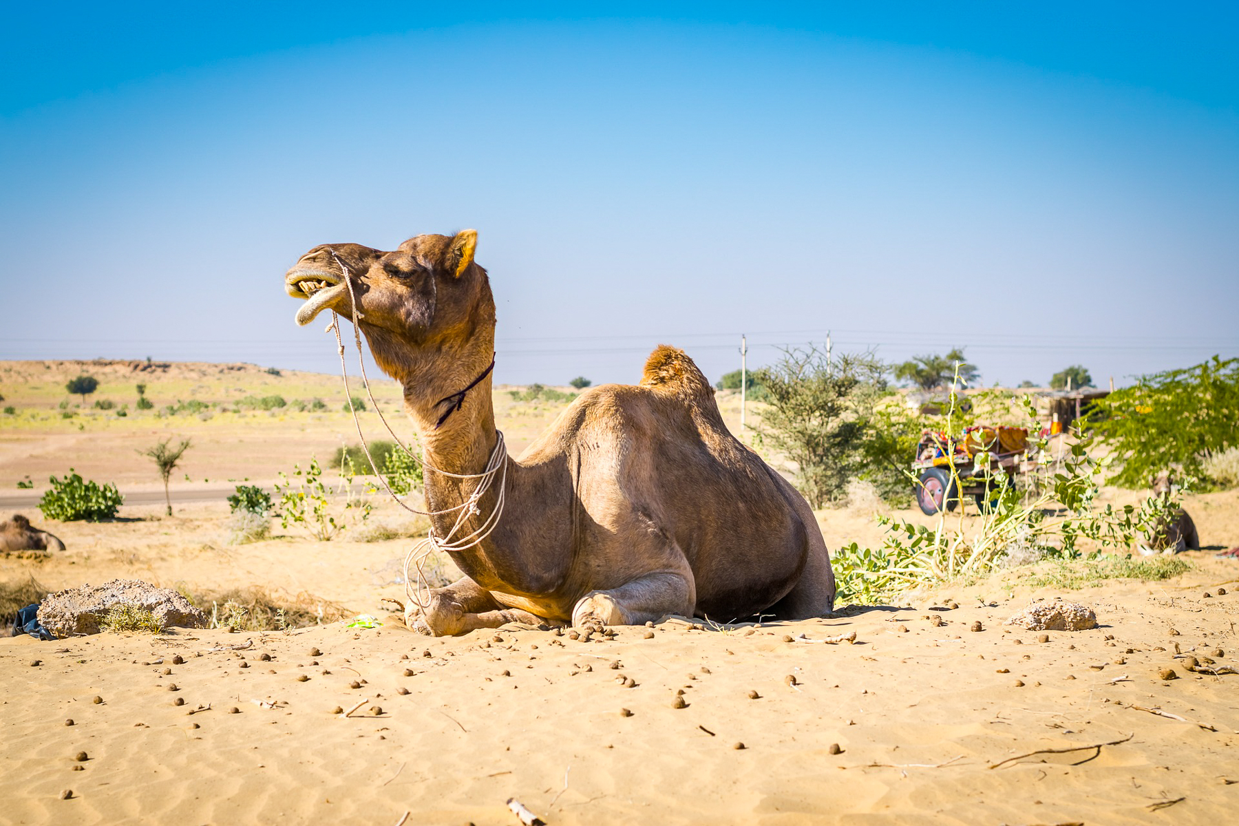 A camel in the desert of jaisalmer