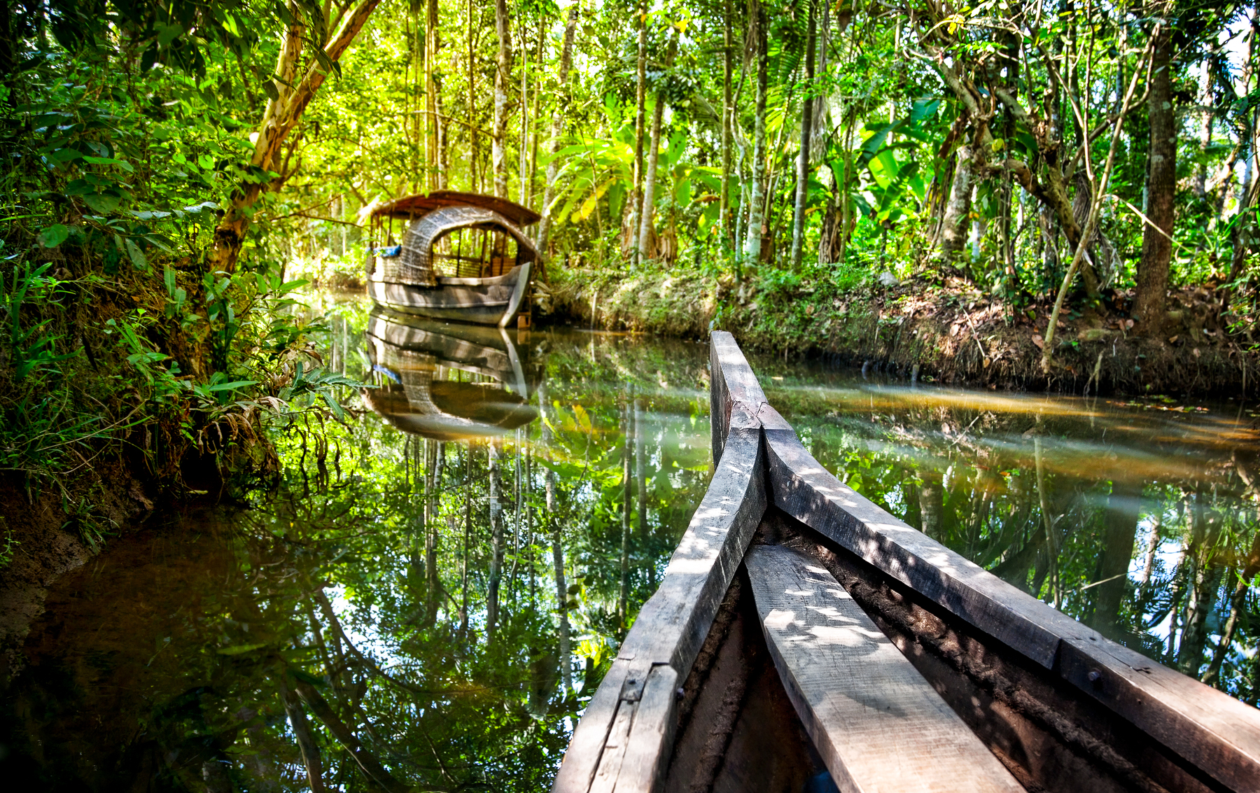 View from a canoe in the Kerala backwaters