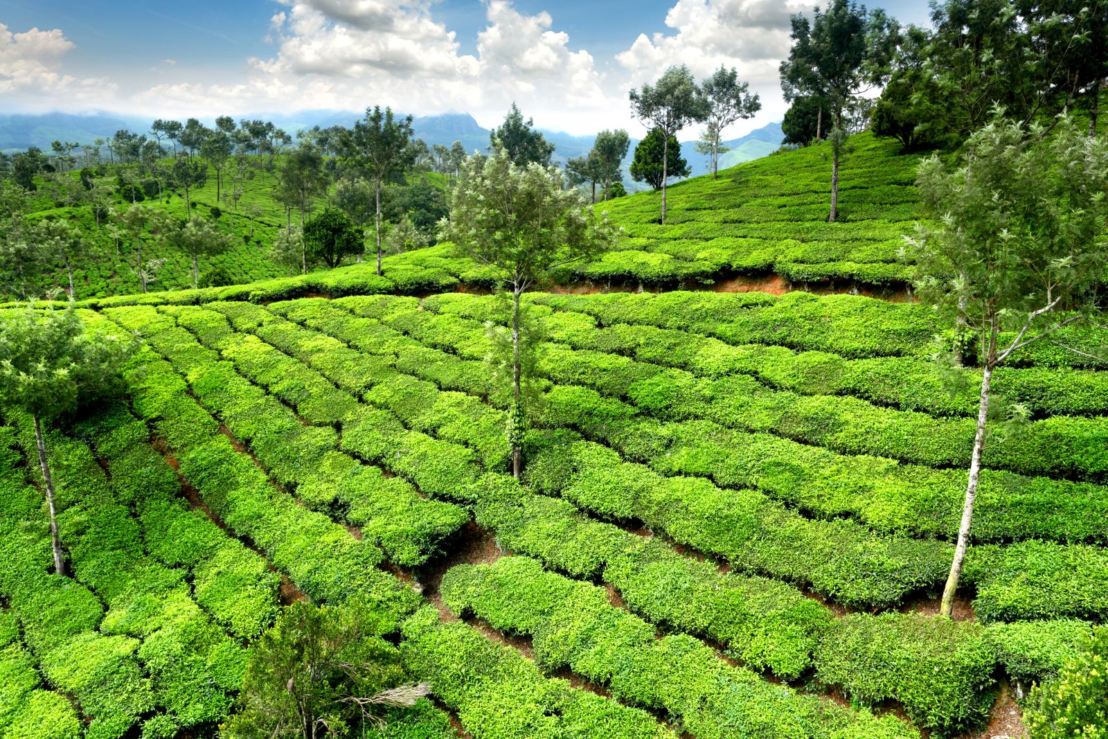 View of the lush green hills of tea plantations in Kerala, south India