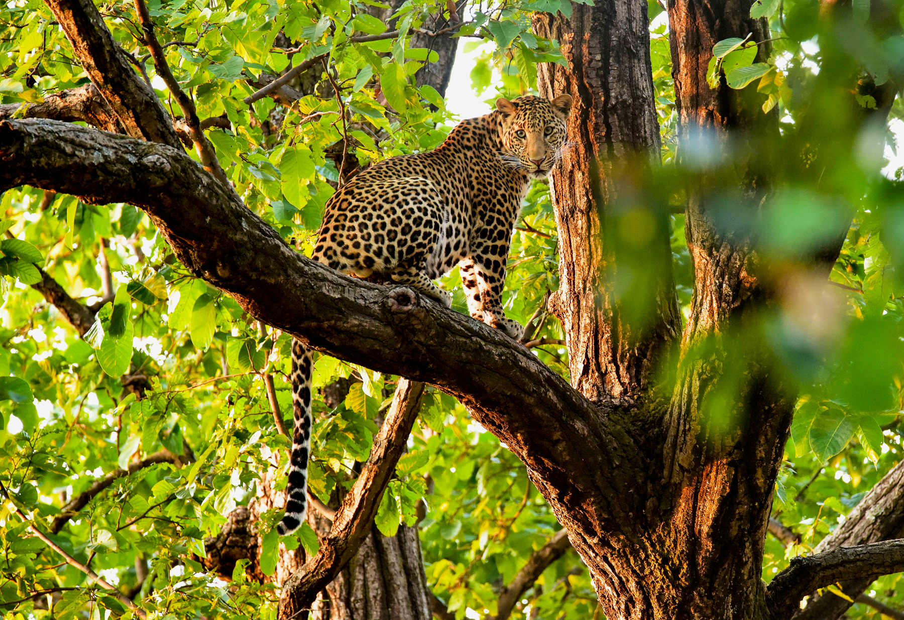 A leopard in a tree in Bandhavgarh 