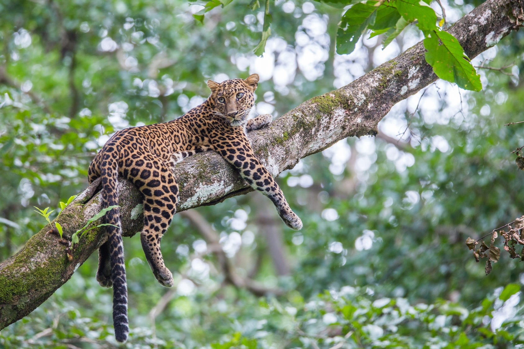 Leopard, India