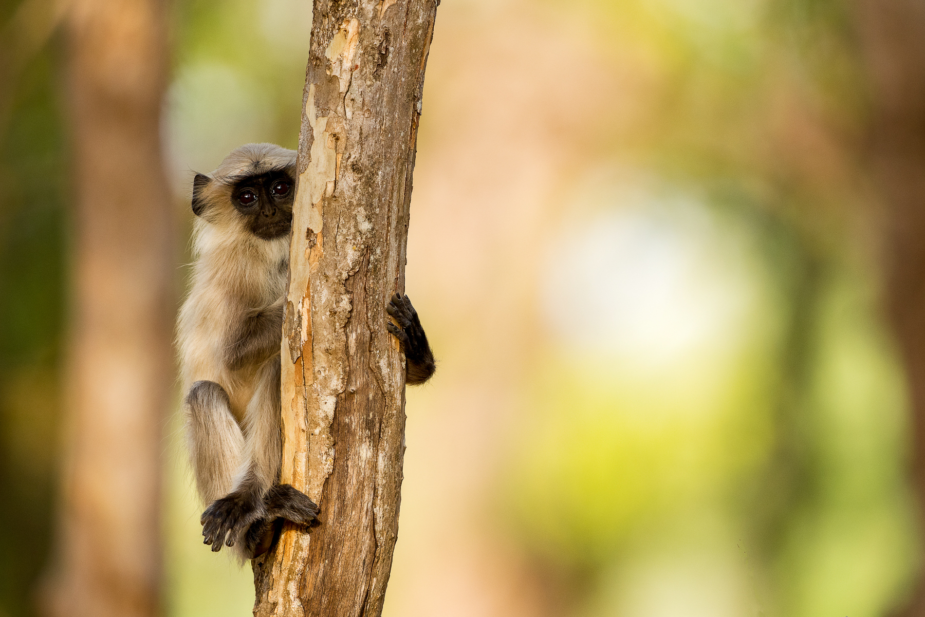A monkey in a tree in India