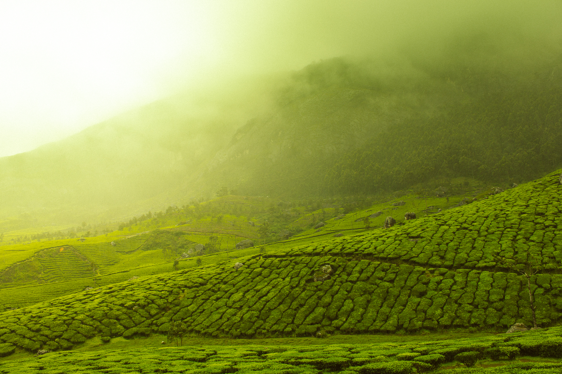 Tea fields in Munnar