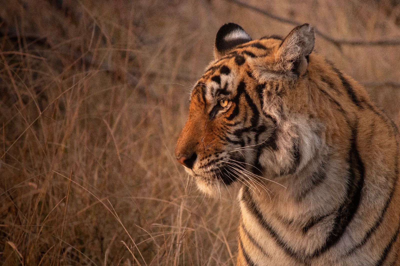 Profile of a Bengal tiger in the Ranthambore national park India
