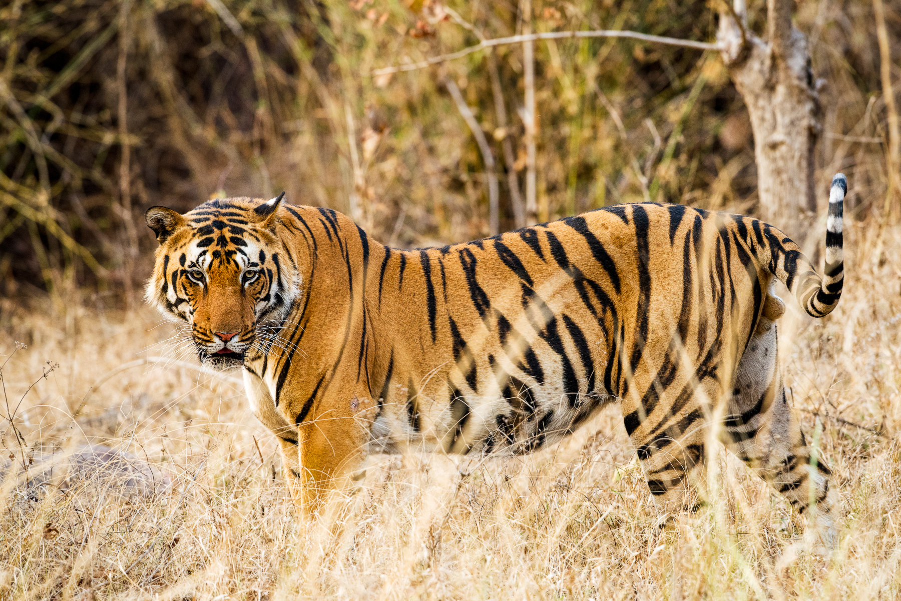 A tiger spotted in Ranthambore National Park in India