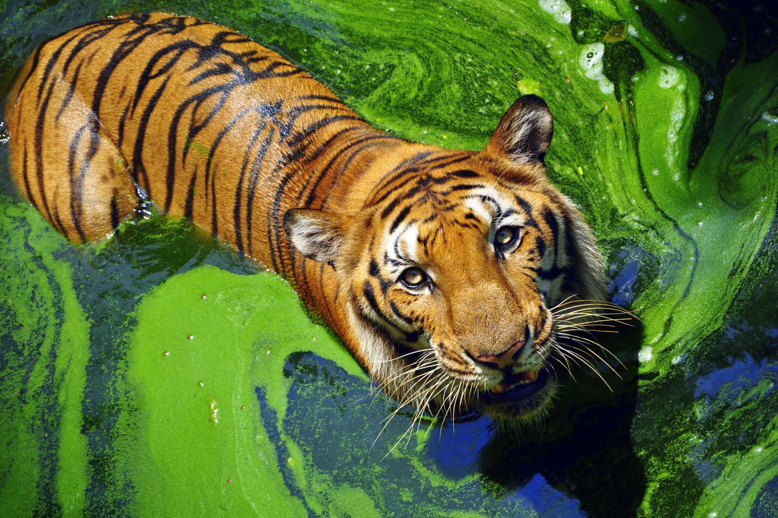 Bengal tiger bathing in India