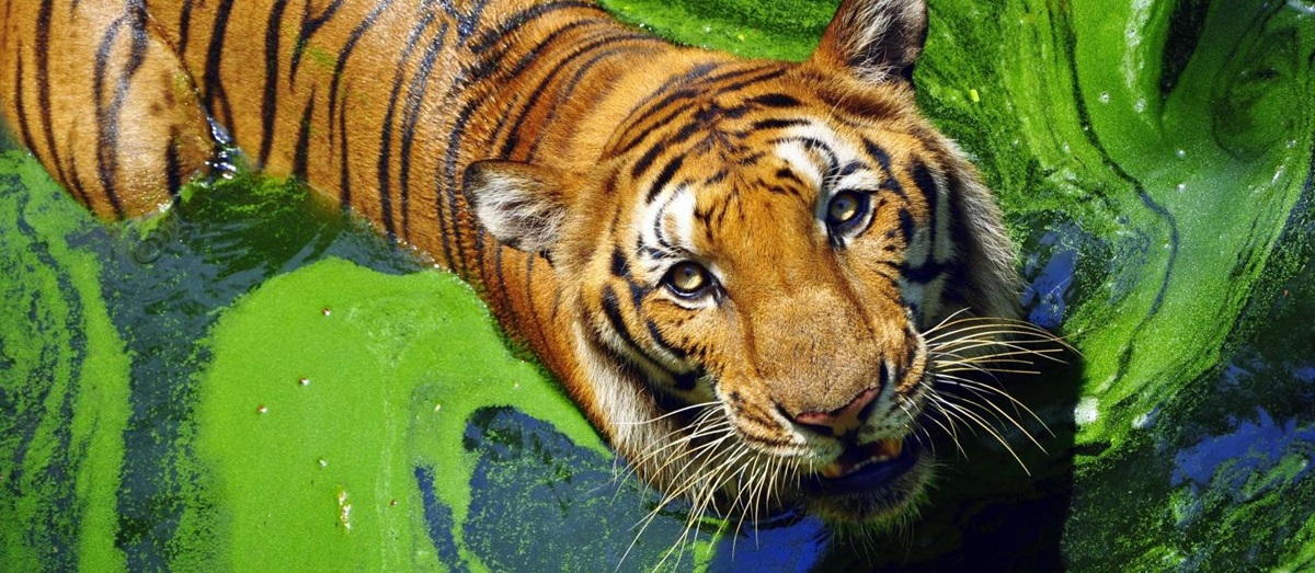 Bengal tiger bathing in India