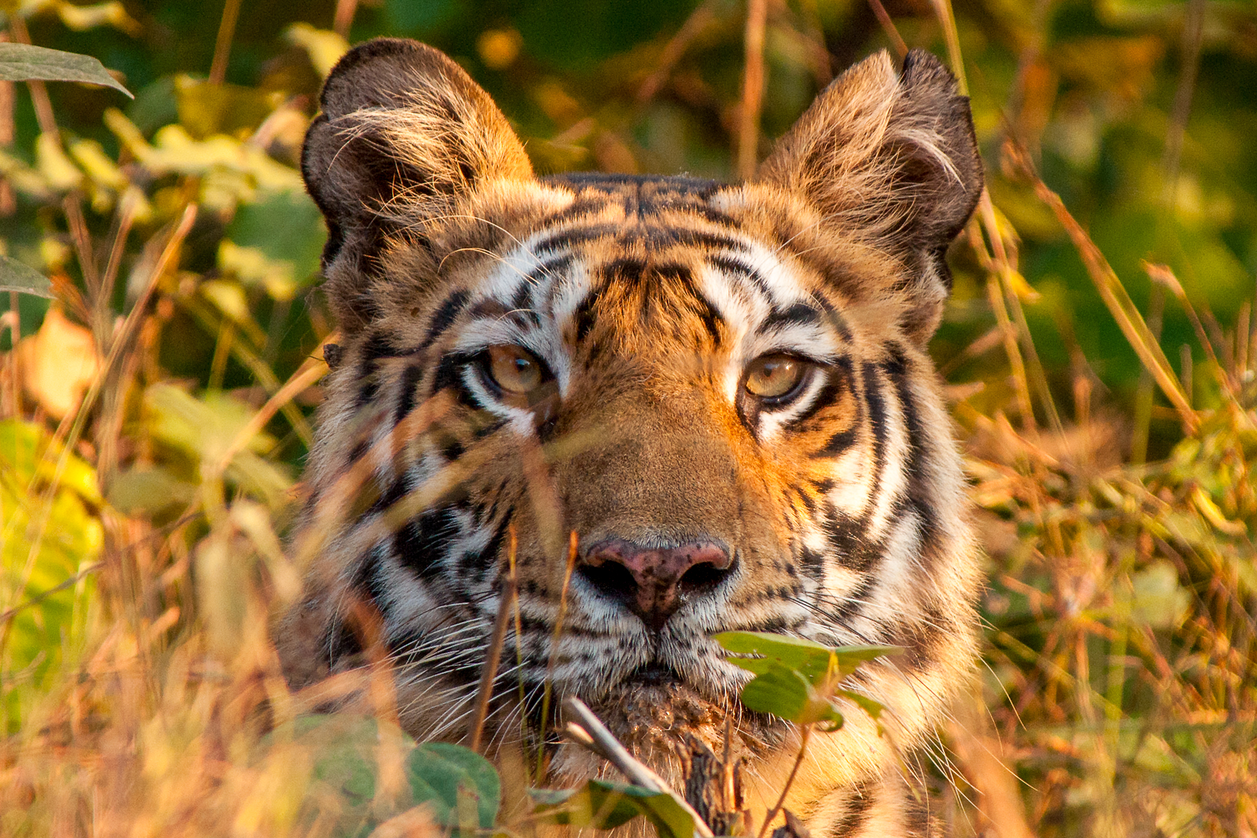 A tiger spotted from Samode Safari Lodge in India