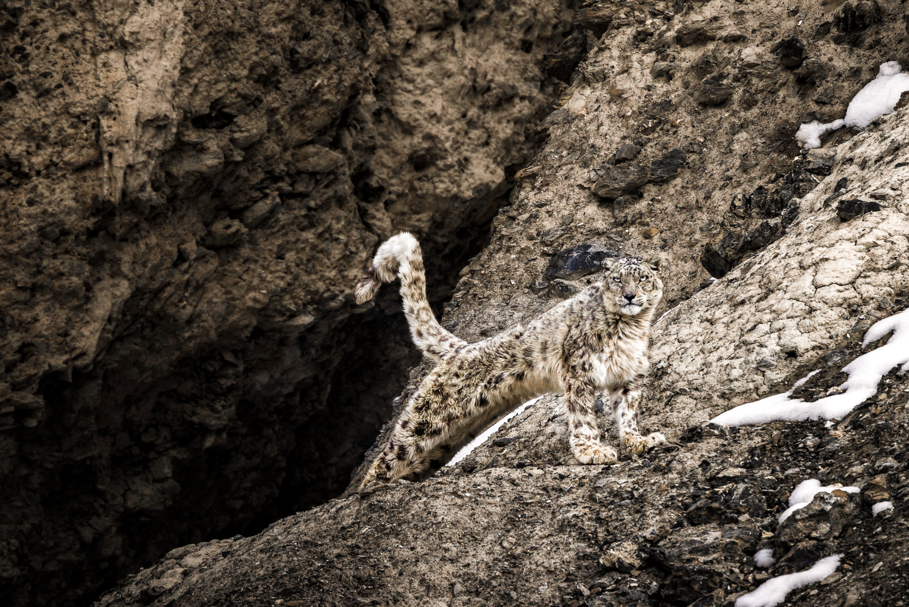A snow leopard spotted in India
