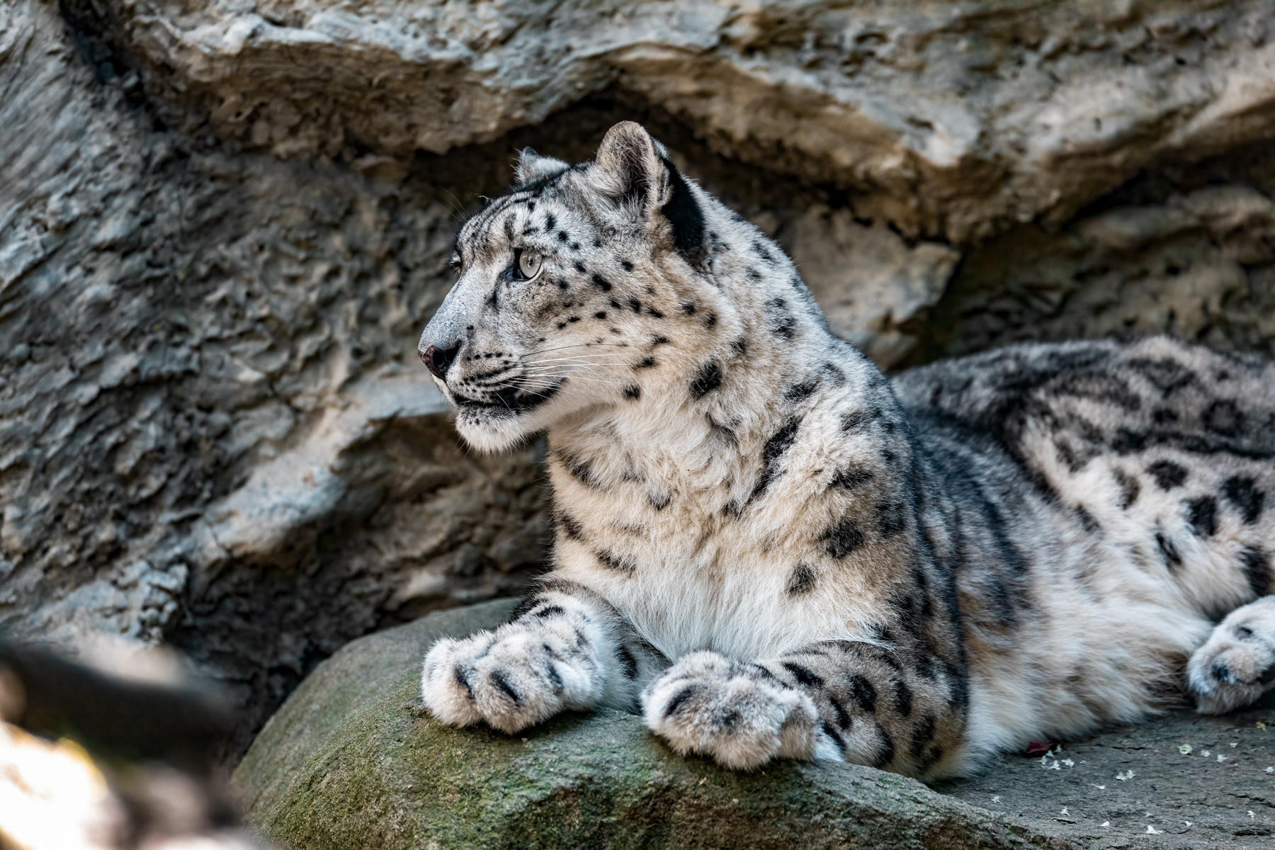 A snow leopard spotted in Ladakh