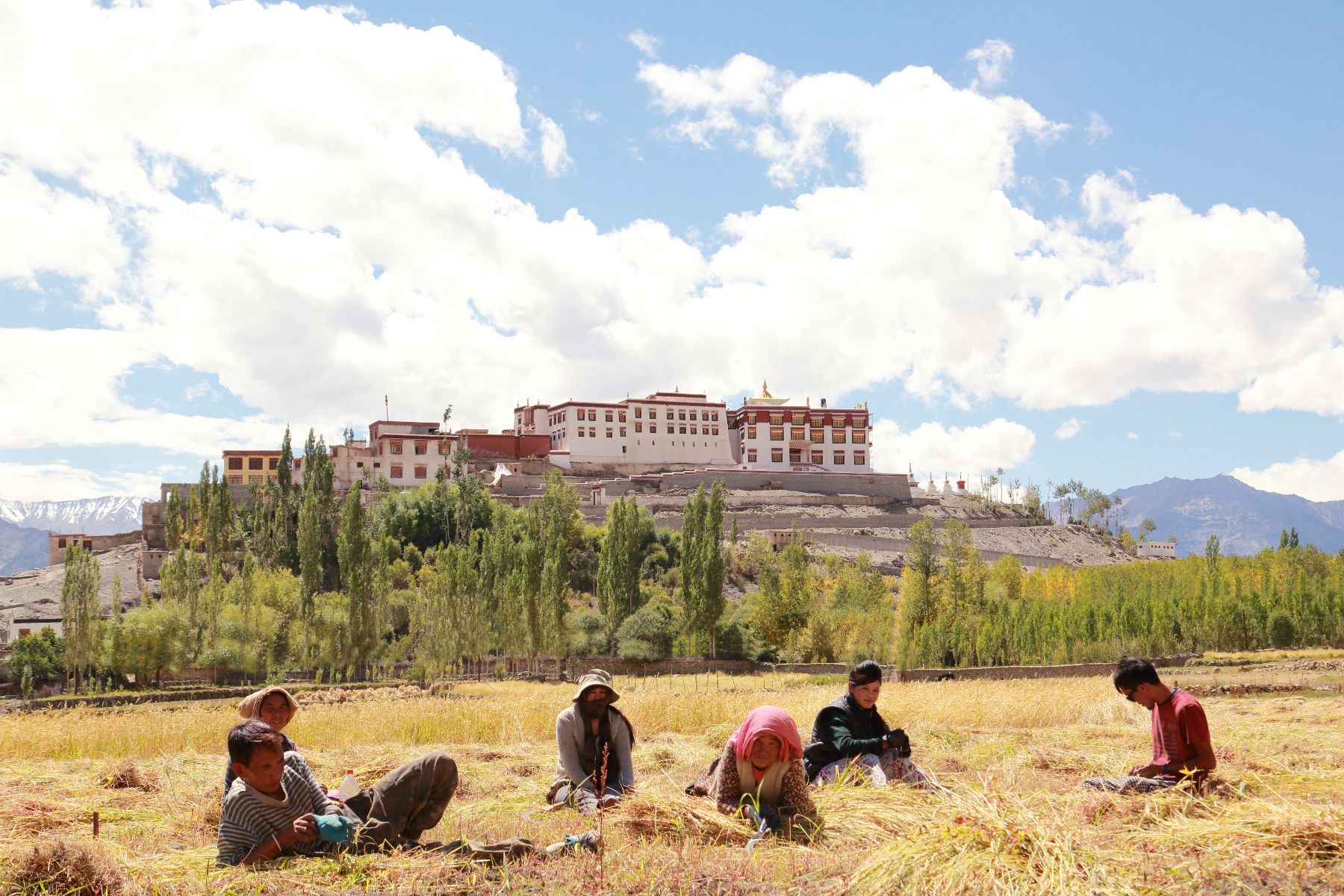 Farmers working fields in the spring in Ladakh