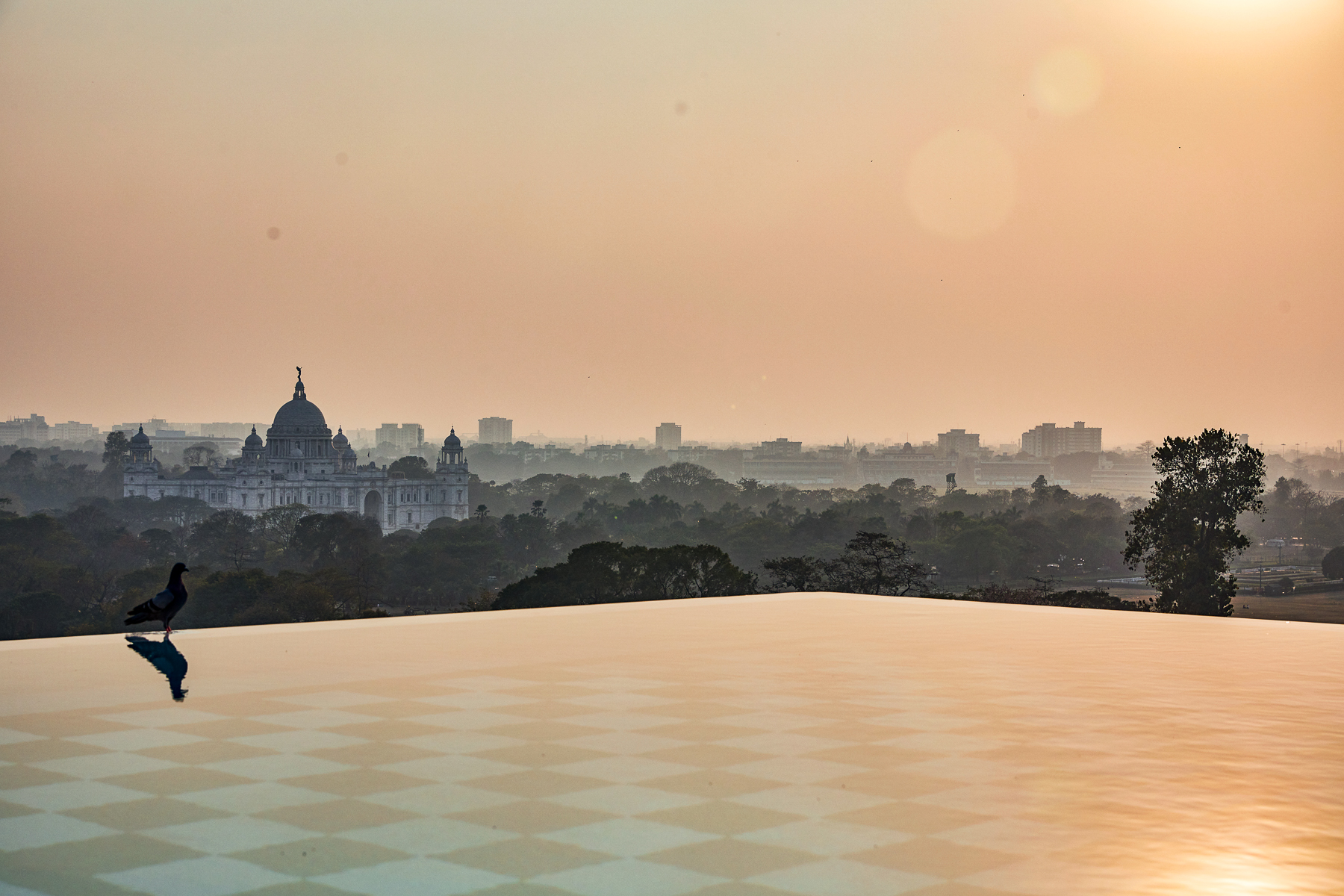 A bird perched on a swimming pool with city views in India