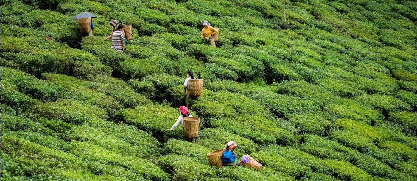 Aerial view of local tea pickers in Darjeeling, Northeast India