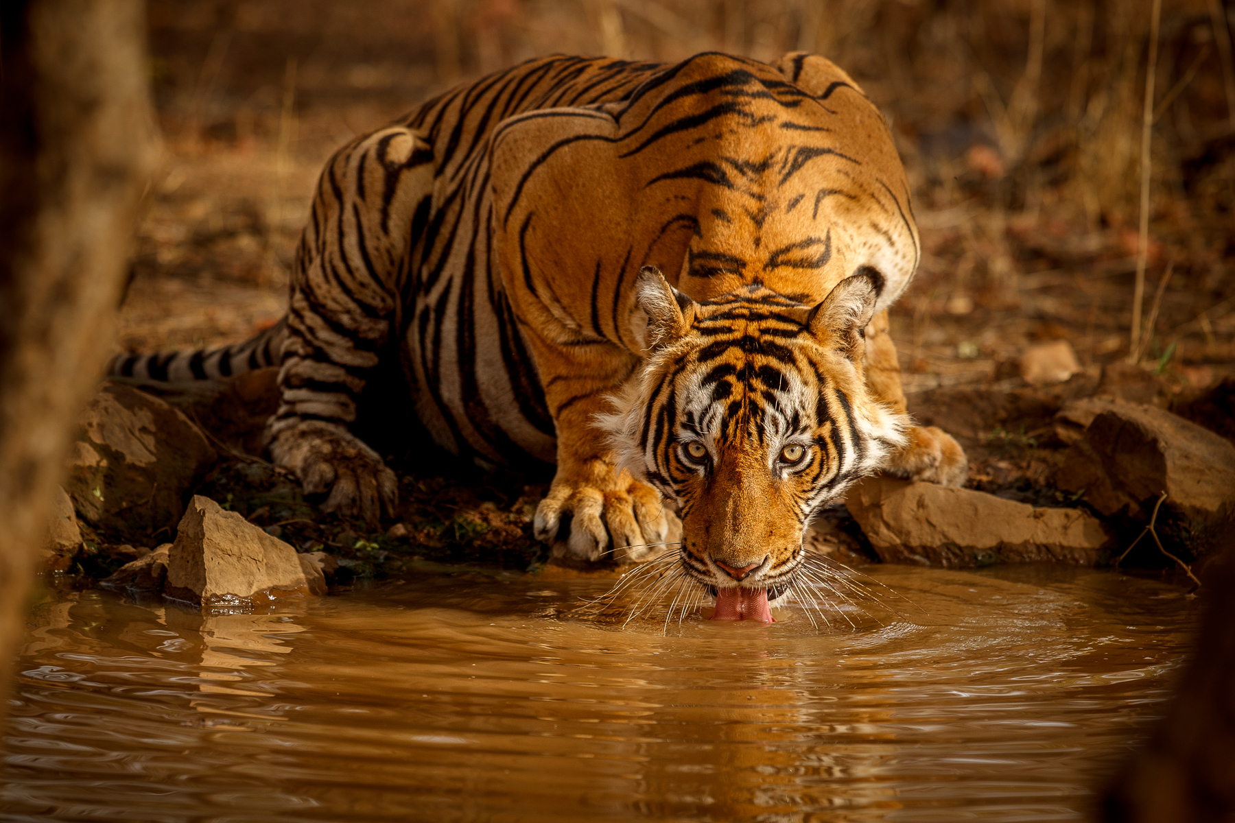 A tiger in India drinking water from a river