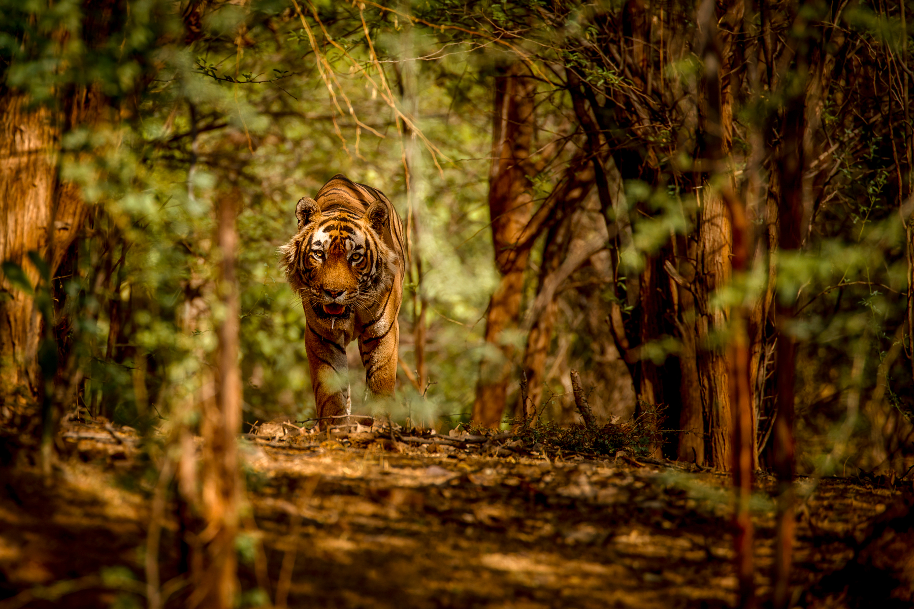 A tiger walking through the jungle in India