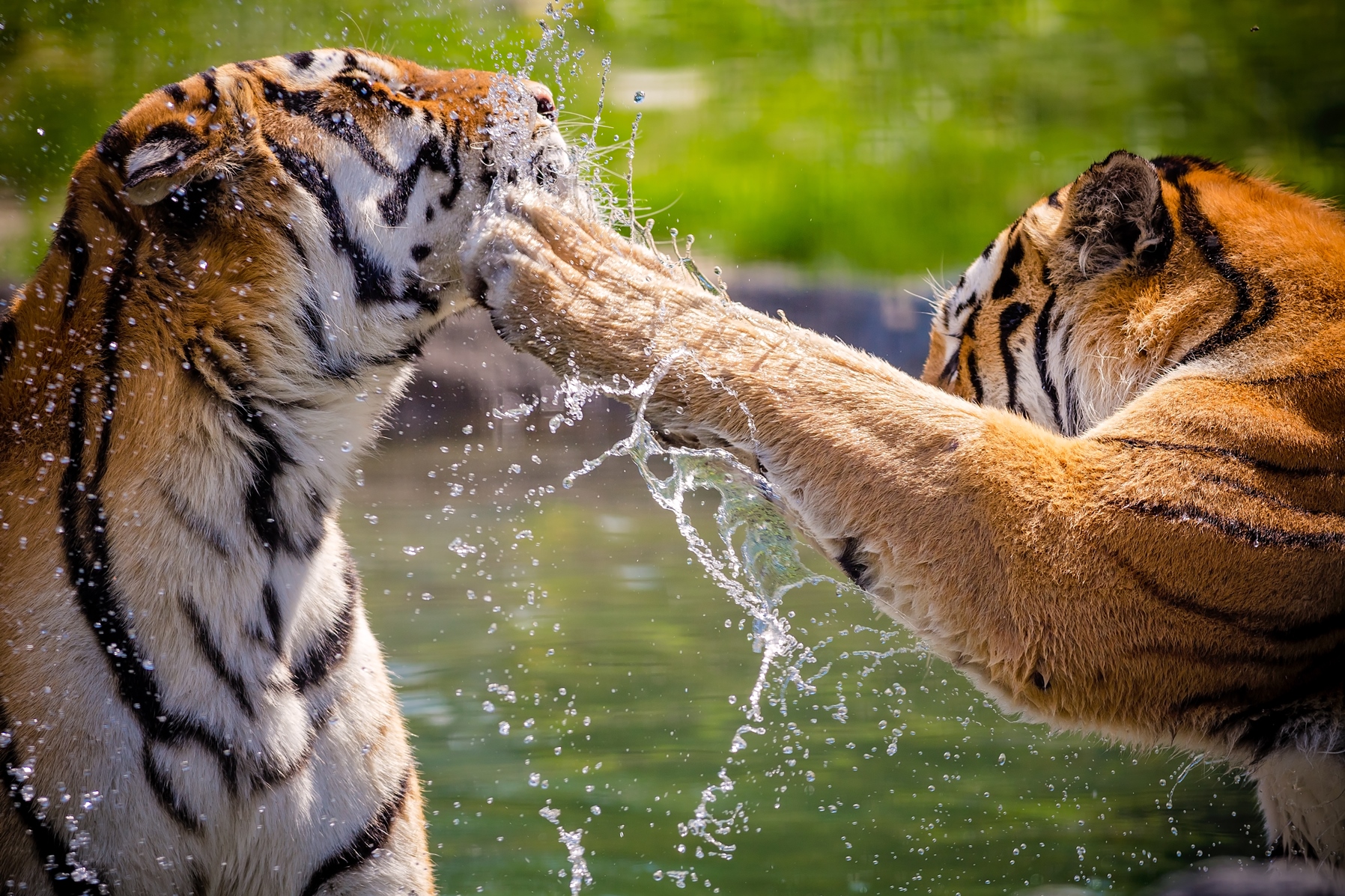 Tigers in India, India Tiger Safari