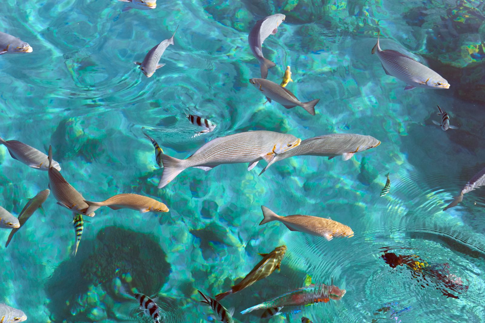 Fish local to Amanwana on Moyo Island