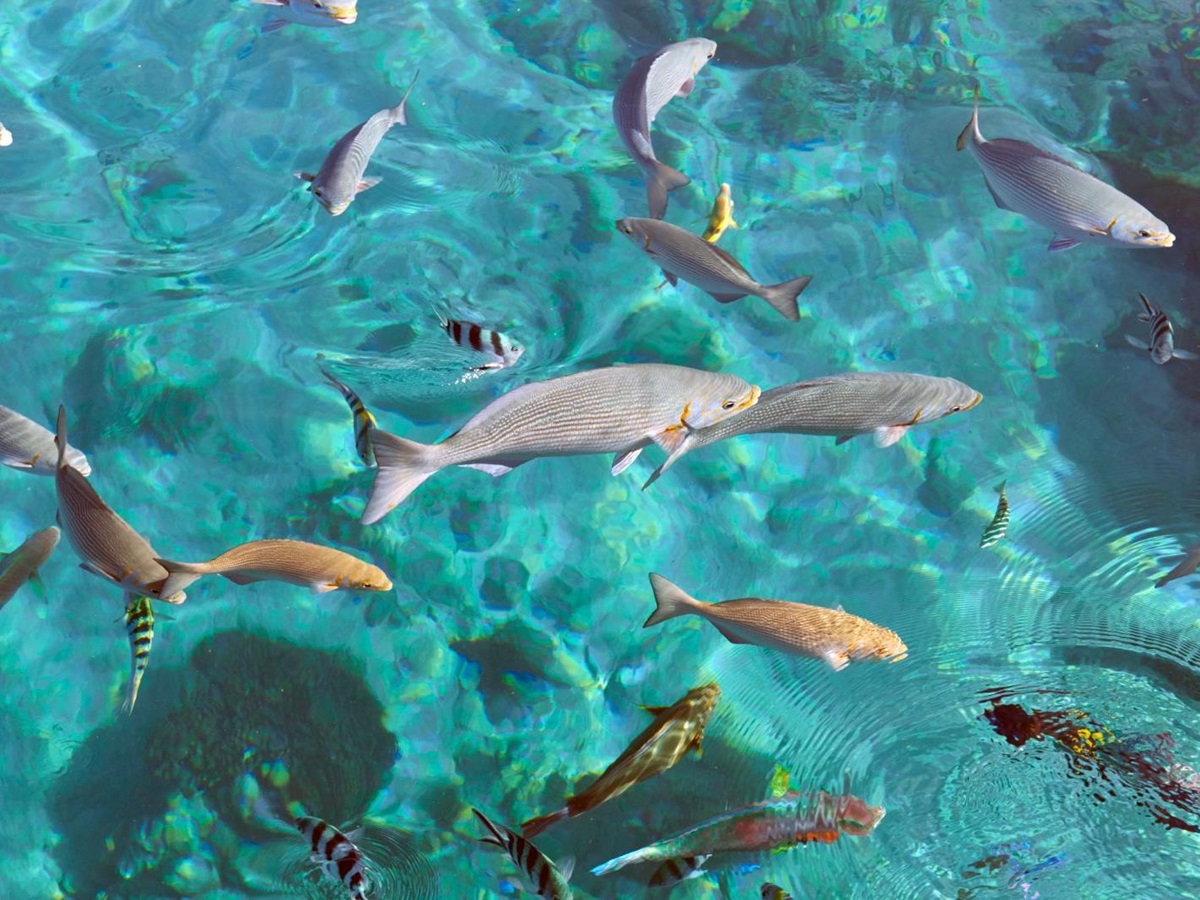 Fish local to Amanwana on Moyo Island